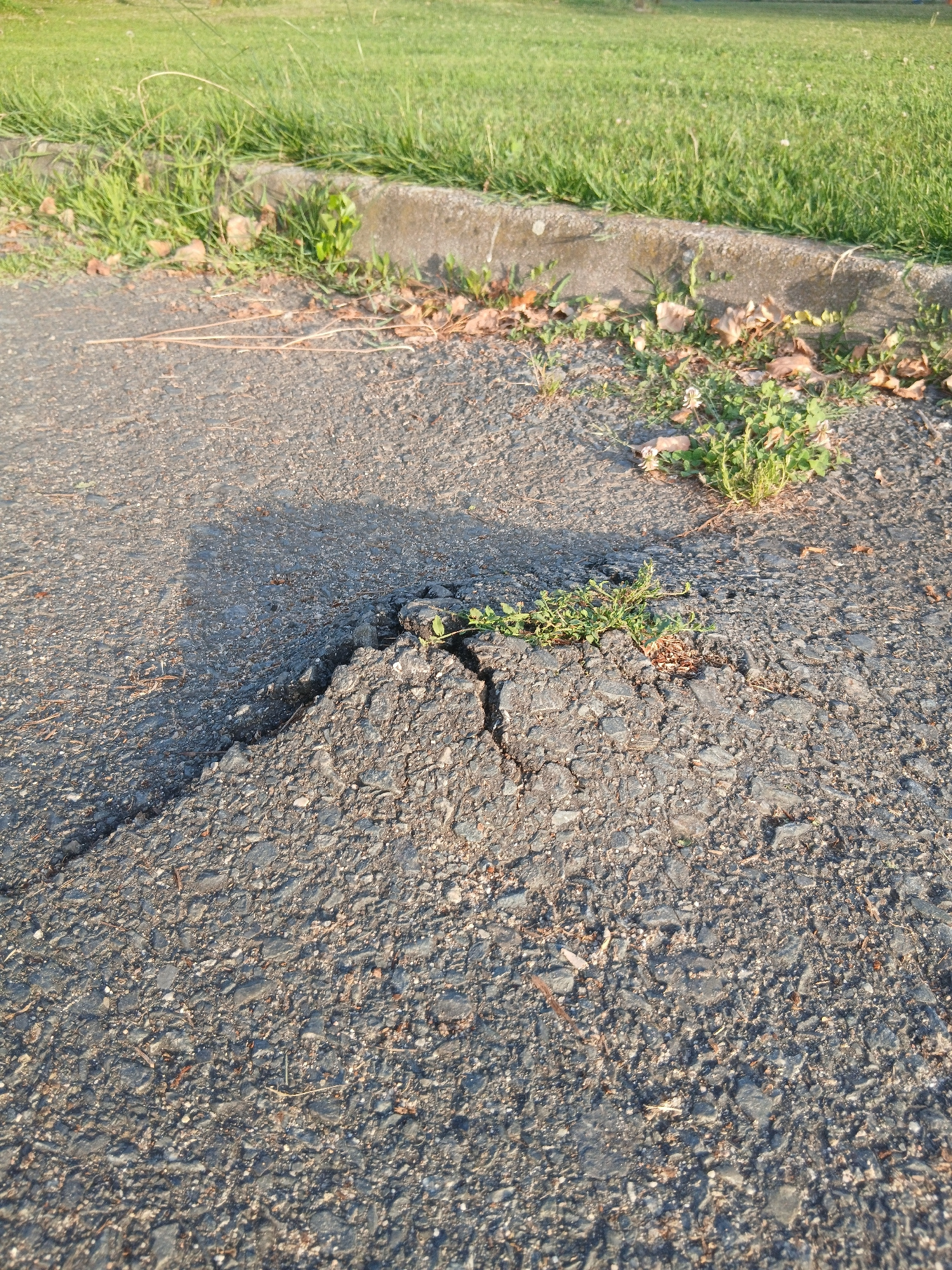The image shows a cracked asphalt surface, possibly a road or sidewalk, with patches of green vegetation growing through the fissures. In the background, a strip of grass borders the paved area, with a concrete curb separating the two. The lighting suggests it is daytime, with shadows cast on the asphalt. There are no people or animals visible in the scene. The location, Navaluenga, Spain, is not visually evident from the image itself, but is provided as context.