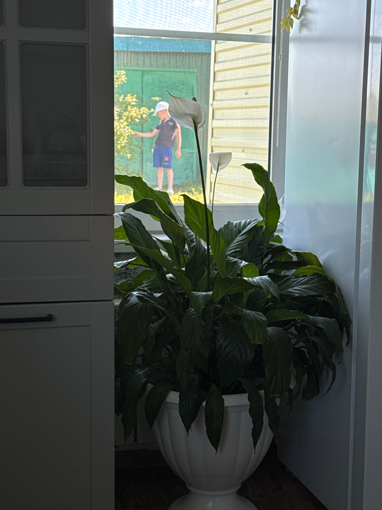 This media file is a photograph, oriented vertically. The foreground is dominated by cabinetry, with a white, textured surface and dark handles. Above the cabinetry, a large, leafy green plant, likely a peace lily, is displayed in a white, ornate pot. The plant is lush and dense, with several white spathes visible among the dark green leaves.
Through a window behind the plant, a scene unfolds. The window is covered by vertical blinds, letting in light and creating a striped pattern. In the reflection or transparency of the window, a young person is visible. They appear to be wearing a dark t-shirt, blue shorts, and a white hat, and they are in a dynamic pose, possibly mid-movement or jumping. The background outside the window suggests an outdoor setting, with a green fence and some foliage, possibly trees or bushes with yellow flowers.
The lighting suggests it might be daytime, with the sun casting shadows and highlights on the plant and cabinetry. The overall mood is calm and domestic, with the indoor plant contrasting with the glimpse of outdoor activity. There is no visible text in the image.
