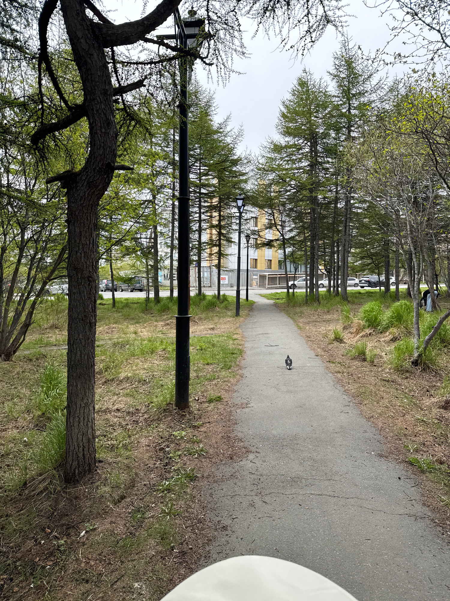 The image depicts a paved pathway in a park-like setting with sparse trees and green grass. In the foreground, a large tree trunk is visible on the left. A single pigeon stands on the pathway. In the background, a row of tall coniferous trees lines the path, beyond which are apartment buildings and parked cars. Two streetlights are also visible along the path. A person dressed in dark clothing and a light-colored head covering is seen in the far right background, engaged in some activity on the grass. The sky is overcast.