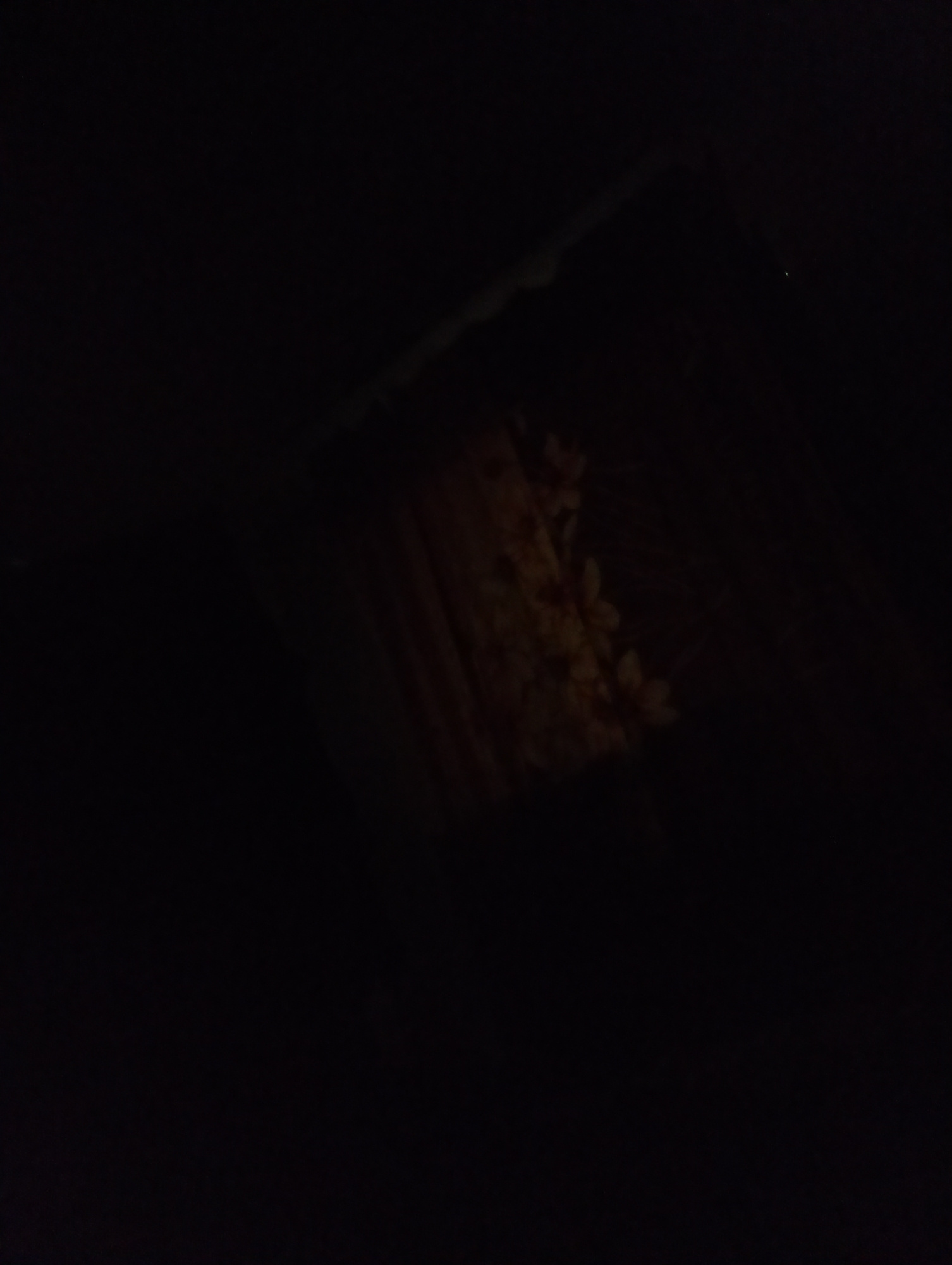 This image is a dark, low-light photograph. The primary subject is a patterned object, possibly fabric or a rug, illuminated from an angle that casts long shadows. The pattern appears to be floral or leaf-like, with lighter colored elements against a darker background. The object is angled in the frame, suggesting it is part of a larger surface or draped over something. The background is almost entirely black, with a faint diagonal line of light visible on the left side, hinting at an external light source. There is a small, faint bright spot in the upper right quadrant of the image. The overall impression is one of mystery and subdued lighting, with the patterned object being the focal point. The time of day, weather, and specific location are not discernible due to the darkness. No text is visible in the image.