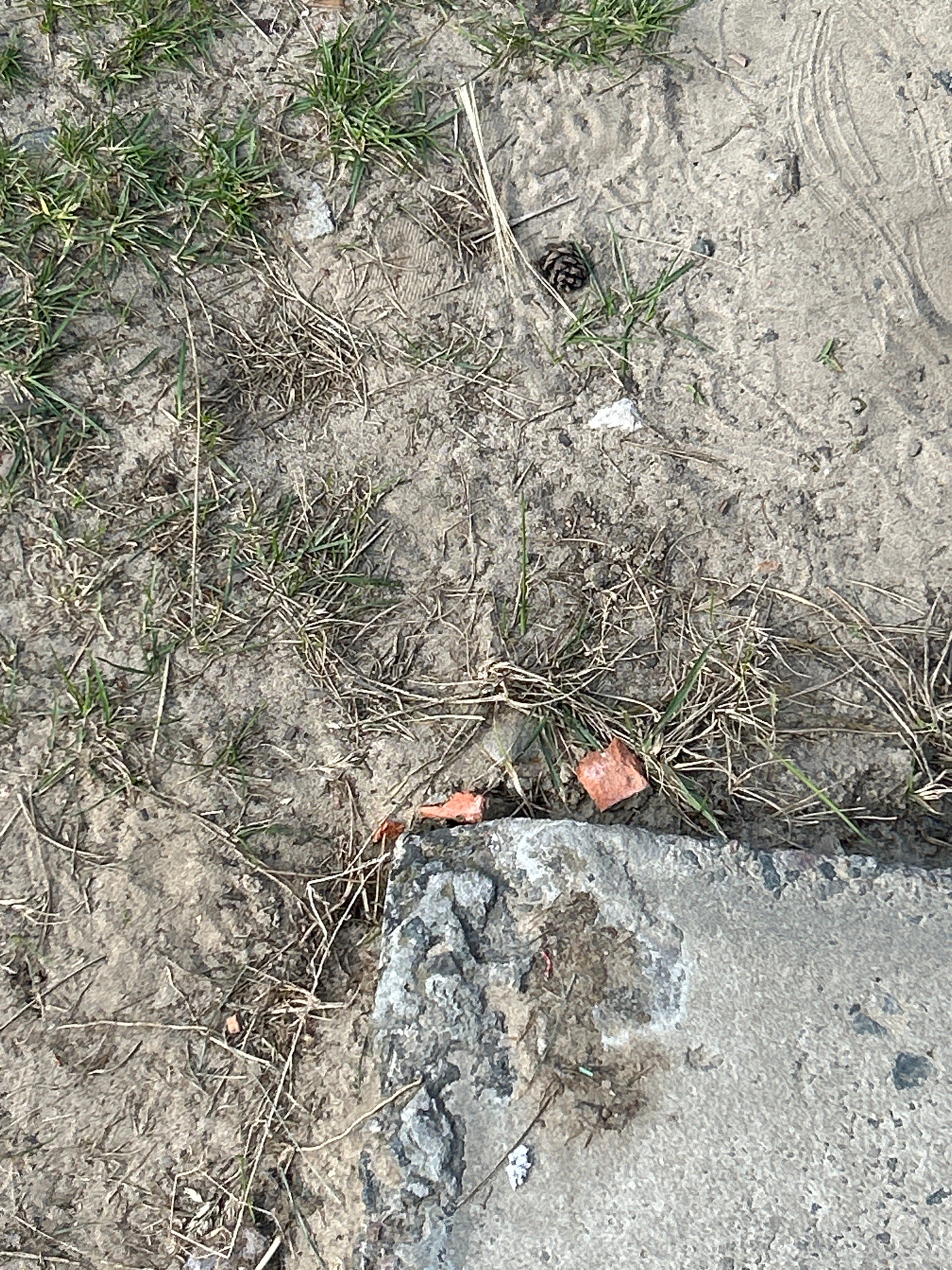 The image shows a close-up view of a patch of dry, sandy ground with sparse green grass and some dead weeds. A small pine cone lies on the ground, and a few small, reddish-brown brick fragments are scattered around. In the upper right corner of the image, there is a section of a concrete object, possibly a curb or a slab, with some dirt and debris on its surface. The lighting suggests it is daytime, and the overall scene appears to be outdoors in a natural or semi-urban setting, possibly a park, roadside, or construction area. There is no text visible in the image. The ground has tire tracks imprinted in it, suggesting it is a path or area where vehicles have been. The overall impression is one of dryness and disuse.