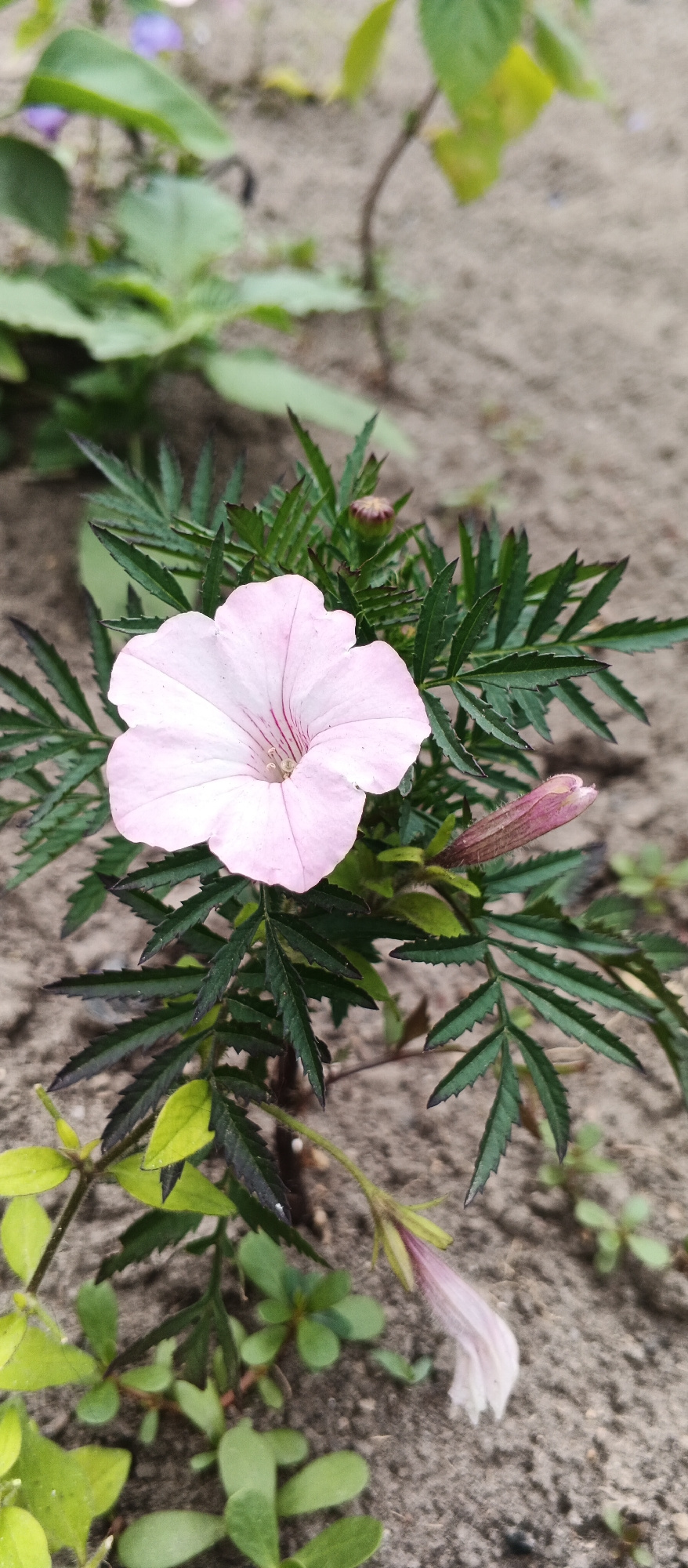 A close-up, vertical shot showcases a single, delicate light pink flower with thin, dark pink veins, blooming amidst dark green, finely-cut foliage. The flower has five petals and its center reveals stamens. To the right of the main bloom, a bud of a similar pink hue is visible, elongated and slightly pointed. Below and to the right, another unopened flower bud droops, revealing its light pink petals. The background consists of coarse, sandy soil, typical of a garden setting. In the lower left and lower right portions of the image, small, lighter green plants with rounded leaves are scattered, possibly young seedlings. The overall impression is of a garden in bloom, with soft natural light suggesting daytime. The location is identified as Smila, Ukraine. There is no visible text in the image.