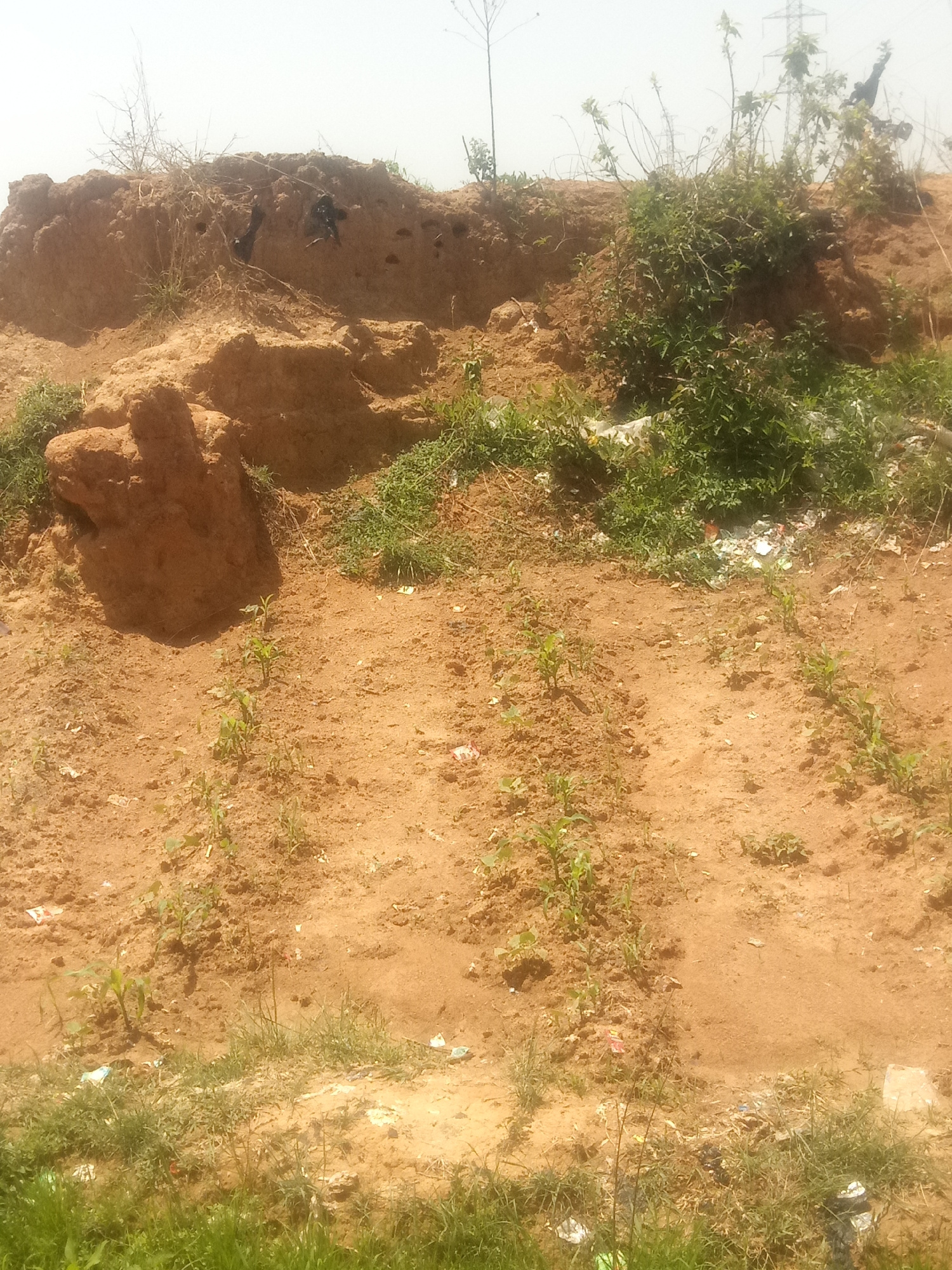 The image shows a dry, sandy landscape with sparse vegetation. The foreground features a dirt field with several rows of small, green plants, possibly crops, growing in neat lines. The soil is a light brown, indicative of arid conditions. Some scattered pieces of white and colored debris, likely litter, are visible in the field and among the plants.
In the background, there is a large mound of reddish-brown earth, possibly a natural formation or a construction site. This mound is topped with dry grass and some scrubby bushes. To the right of the mound, more dense green vegetation can be seen, alongside more scattered litter. In the far background, faint outlines of power lines and a tower suggest proximity to infrastructure.
The sky is bright and overcast, suggesting a hazy or cloudy day, and the overall lighting indicates it is daytime. The scene appears to be outdoors in a rural or undeveloped area. There is no visible text in the image. The overall impression is one of a somewhat neglected, arid environment where attempts at cultivation are being made amidst natural and man-made debris.