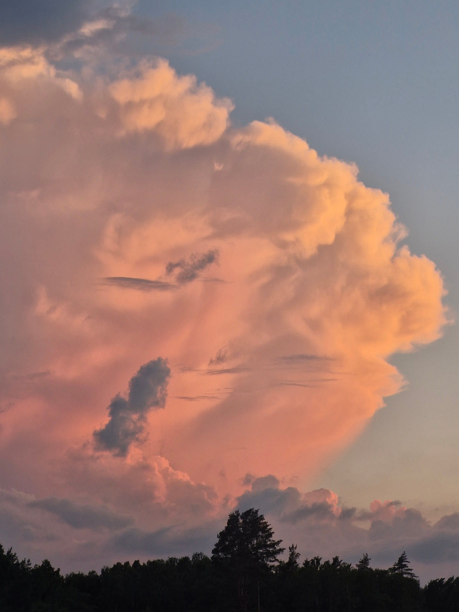 A low-angle, vertical medium shot captures a dramatic sky filled with large, fluffy clouds bathed in the warm hues of sunset. The clouds, predominantly a soft pink and orange, dominate the frame, with patches of darker gray clouds interspersed. The sky transitions from a pale blue at the top to a softer, rosy tone lower down. In the distance, the dark silhouettes of a dense treeline form the horizon, with a few individual trees, one notably taller and darker than the rest, rising above the line. The scene is devoid of people or any discernible urban features, suggesting a rural or natural setting.