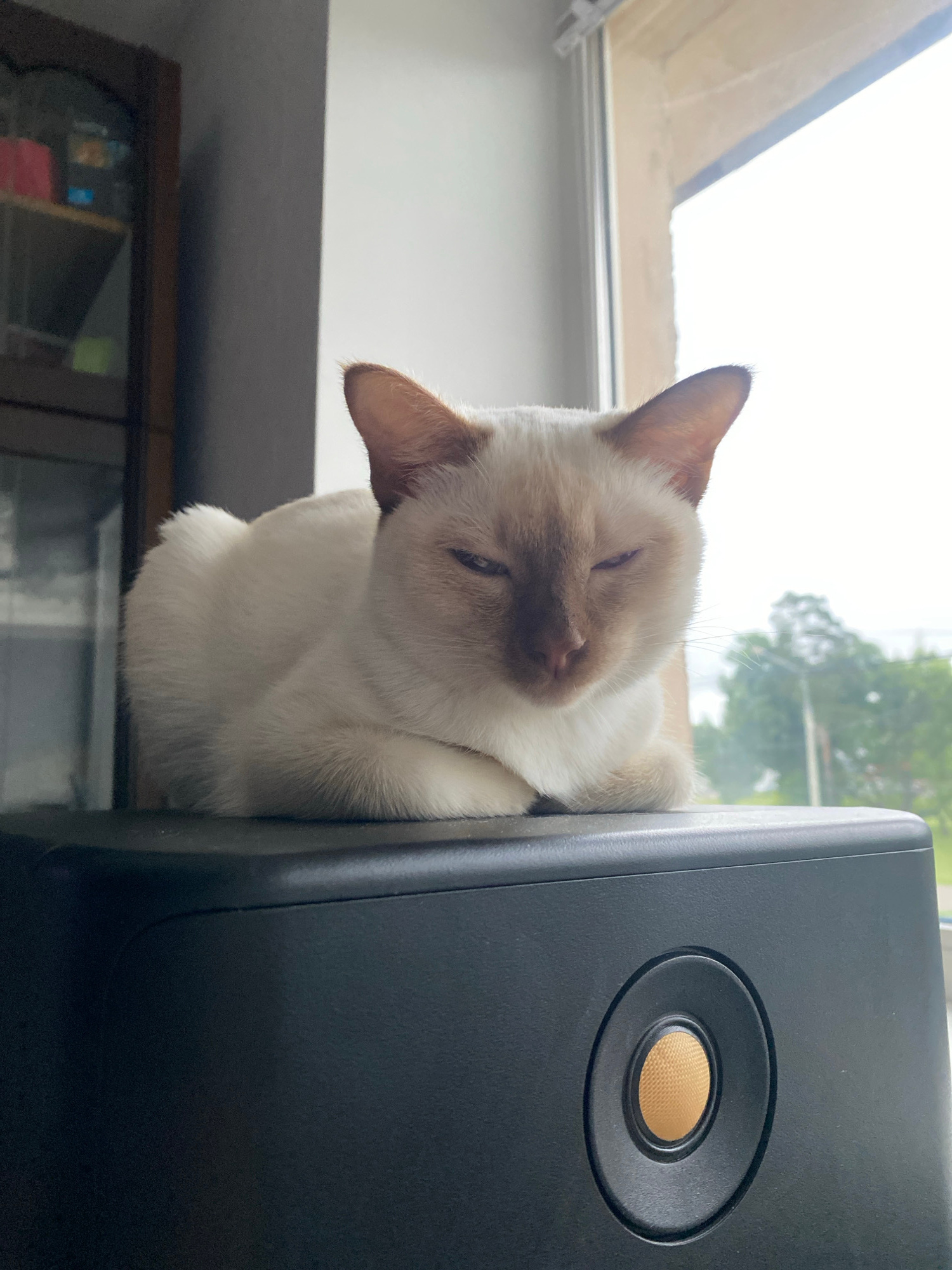 A light-colored cat with brown points is lying on top of a black, rectangular object. The cat is positioned facing the viewer with its eyes partially closed. The black object has a circular speaker grille with a tan fabric cone on its right side. Behind the cat, a window with a view of trees and a cloudy sky is visible. To the left of the cat, a dark-colored cabinet with shelves is partially in the frame. The lighting suggests it is daytime. The location is not specified.