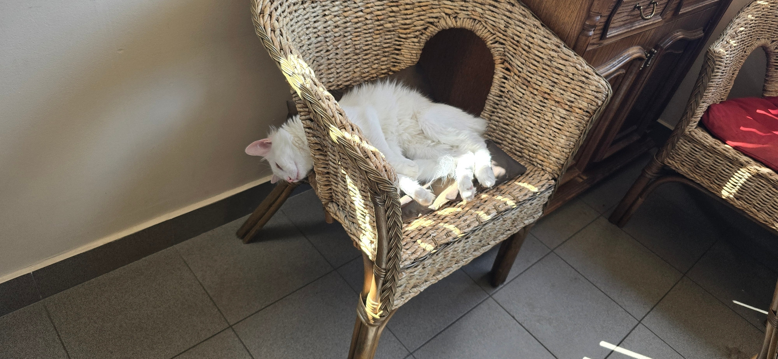 A fluffy white cat is curled up asleep on a wicker chair in Sofia, Bulgaria. The chair has a built-in alcove for pets and is situated near a wooden dresser. Sunlight streams in from the right, casting dappled shadows across the cat and the chair. The cat appears relaxed and comfortable, with its eyes closed and its body loosely coiled. The scene suggests a peaceful domestic setting, likely indoors. The time of day is likely morning or afternoon, given the angle of the sunlight. The floor is tiled, and a wall is visible in the background, painted a light color. Another wicker chair with a red cushion is partially visible to the right of the main subject.