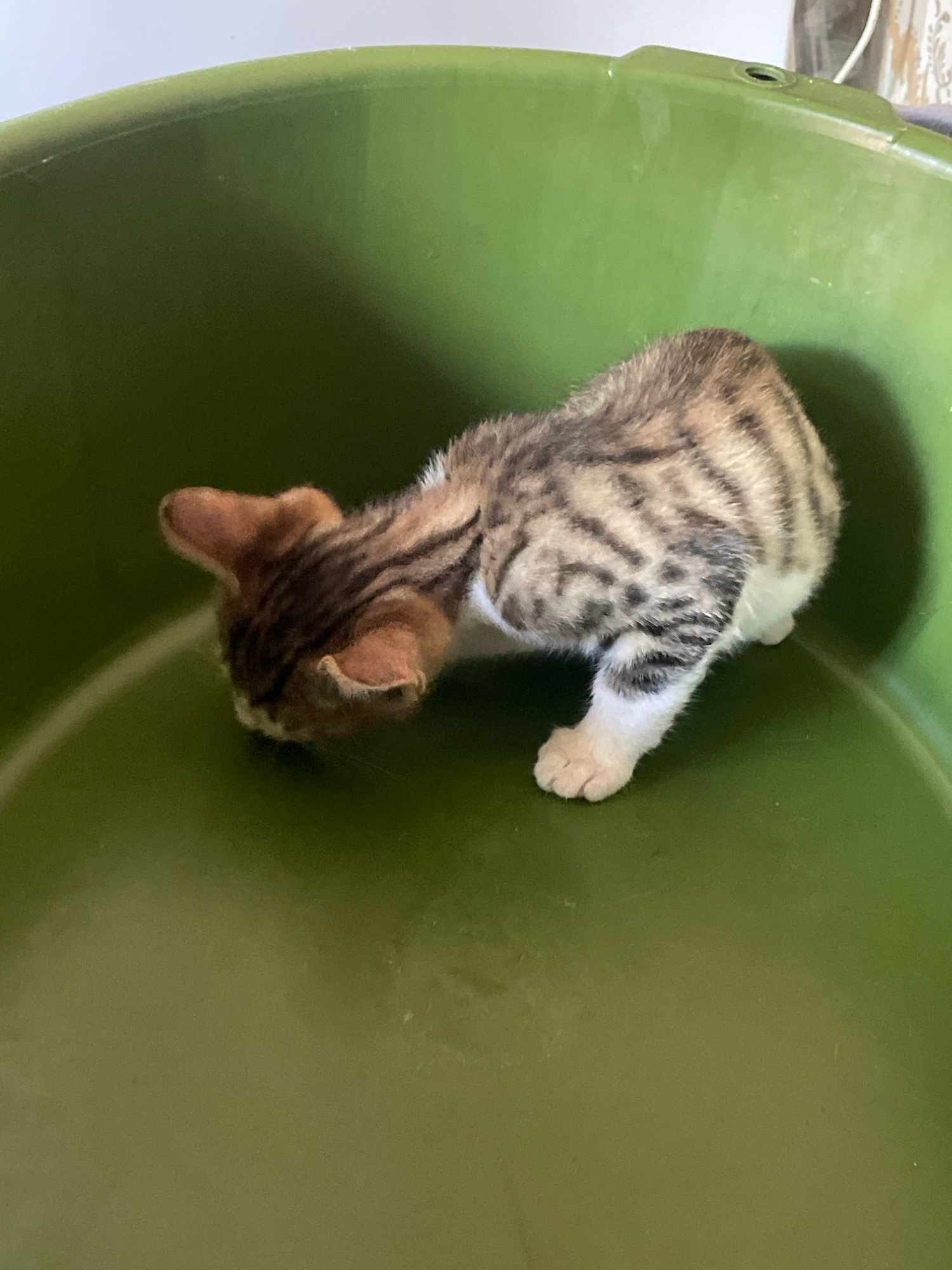 A tabby kitten is crouched inside a large, round, green plastic basin. The kitten's head is lowered towards the bottom of the basin, and its body is turned slightly to the right. The kitten has brown and black stripes on its back and sides, with a white chest and paws. The basin is empty and appears to be indoors, with a plain white wall visible in the background. There is no indication of the location being in Tbilisi, Georgia.