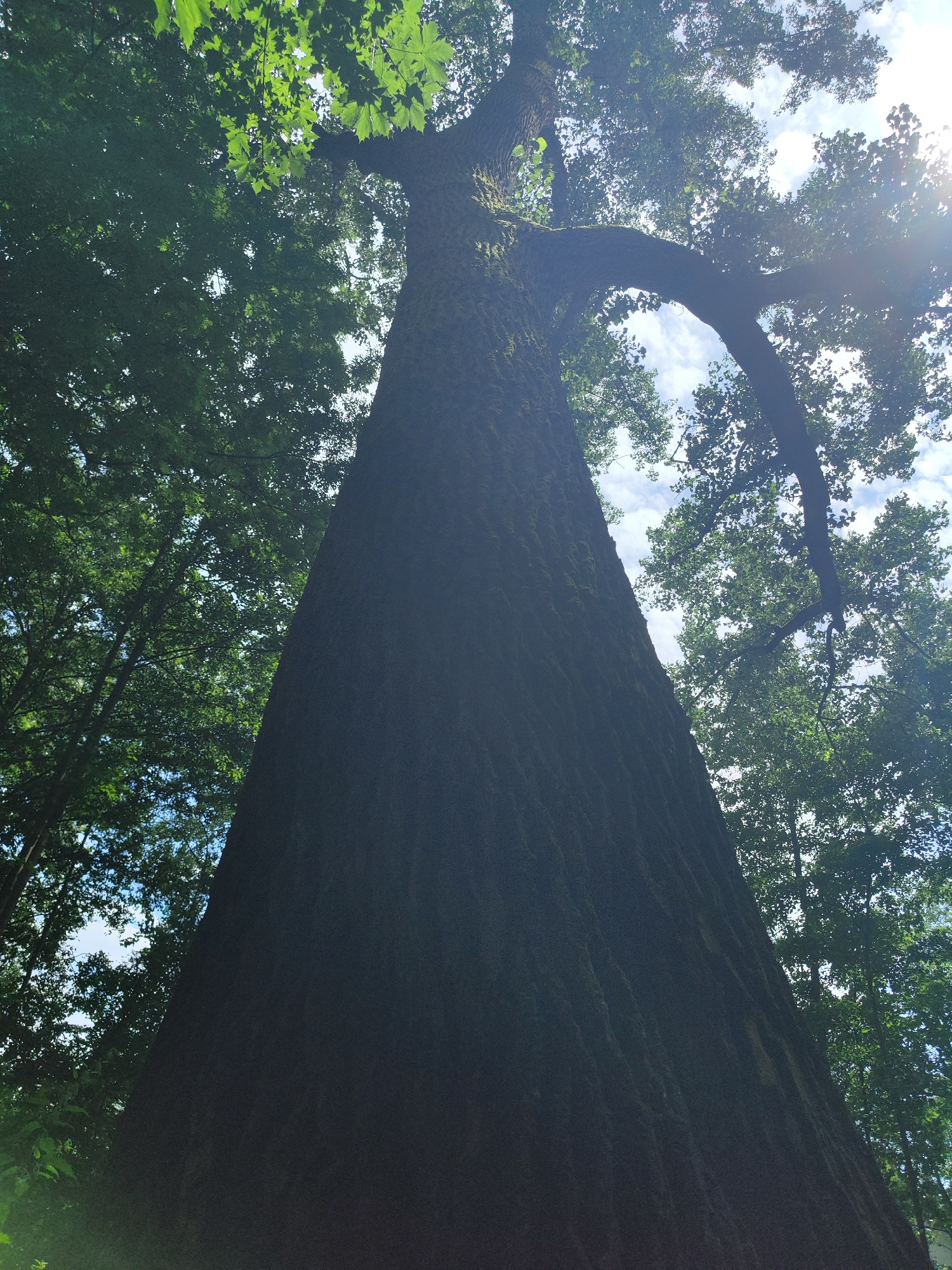 This low-angle, full shot captures a massive, ancient tree from its base, looking upwards towards the sky. The tree's thick, textured bark dominates the foreground, appearing dark and moss-covered, suggesting age and a damp environment. Sunlight filters through the dense green foliage overhead, creating bright highlights and dappled patterns on the leaves and branches.
The scene is set in a forest, with other trees visible in the background. The canopy is full, indicating a summer or late spring day. The sky peeking through the leaves is a bright blue with fluffy white clouds, and the sun is visible as a bright glare in the upper right portion of the image, casting lens flare and illuminating the scene.
The perspective emphasizes the sheer scale and grandeur of the tree, making the viewer feel small in comparison. There are no people or specific objects visible, only the natural elements of the forest. The overall mood is one of awe and natural beauty. The time of day appears to be daytime, likely late morning or early afternoon, given the bright sunlight and the angle of the sun. No text is visible in the media file.
