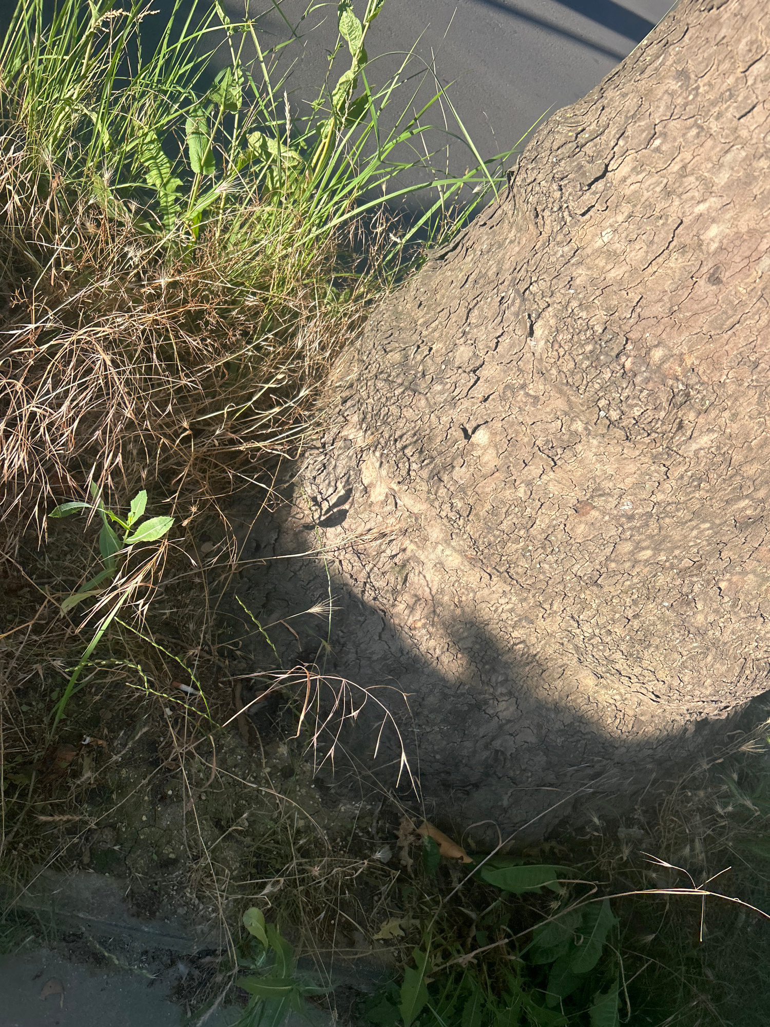 The image shows a close-up of a tree trunk and surrounding vegetation. The tree trunk has rough, textured bark. Green grass and dried weeds are growing around the base of the trunk. A shadow of some object, possibly leaves or branches, falls across the trunk. The ground appears to be dry and cracked in places. In the lower portion of the image, a cigarette butt is visible among the weeds. A dark grey surface, possibly asphalt or pavement, is visible along the bottom edge of the image. The lighting suggests it is daytime, with sunlight casting strong shadows.