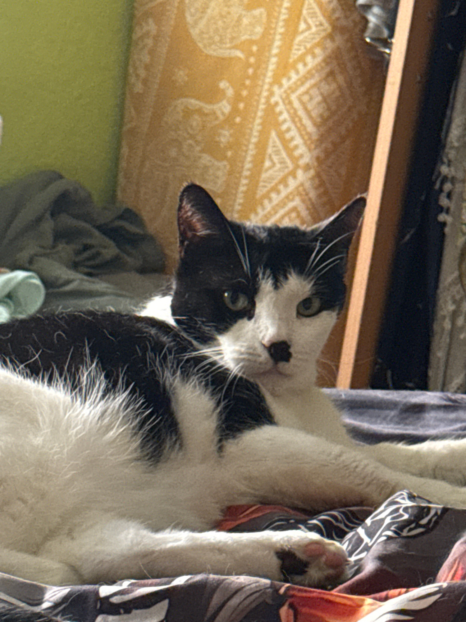 A black and white cat is lying on a bed, with its head turned towards the camera. The cat has green eyes and a black marking on its nose that resembles a mustache. The background shows a yellow patterned wallpaper and some clothing draped over furniture. The bed appears to be covered in patterned sheets. The image is a medium shot, with the cat filling most of the frame. There is no information about the location in Bassum, Germany.