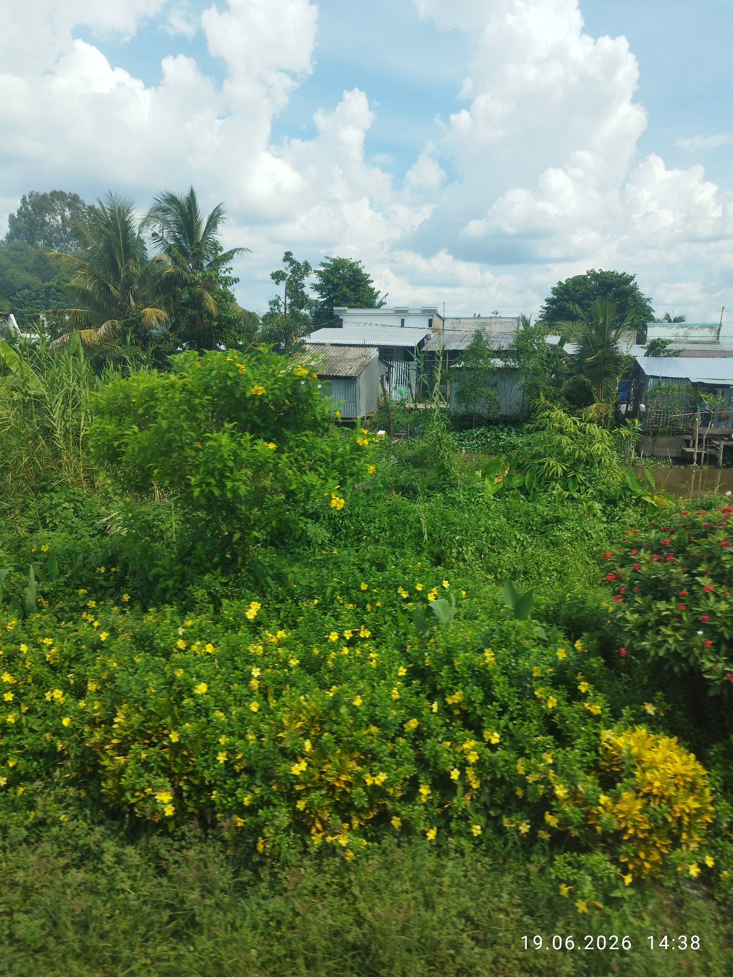 This image captures a waterside scene in Hoa Long, Vietnam, under a partly cloudy sky. A dense green embankment covered in small yellow flowers dominates the foreground, with scattered red flowers visible to the right. Behind the vegetation, several simple structures with corrugated metal roofs and some wooden elements are clustered along the water's edge. Tall green reeds and palm trees are visible interspersed with the buildings. The water appears dark and calm, suggesting a canal or small river. The timestamp "19.06.2026 14:38" is visible in the bottom right corner of the image. There are no people or animals visible in the frame.