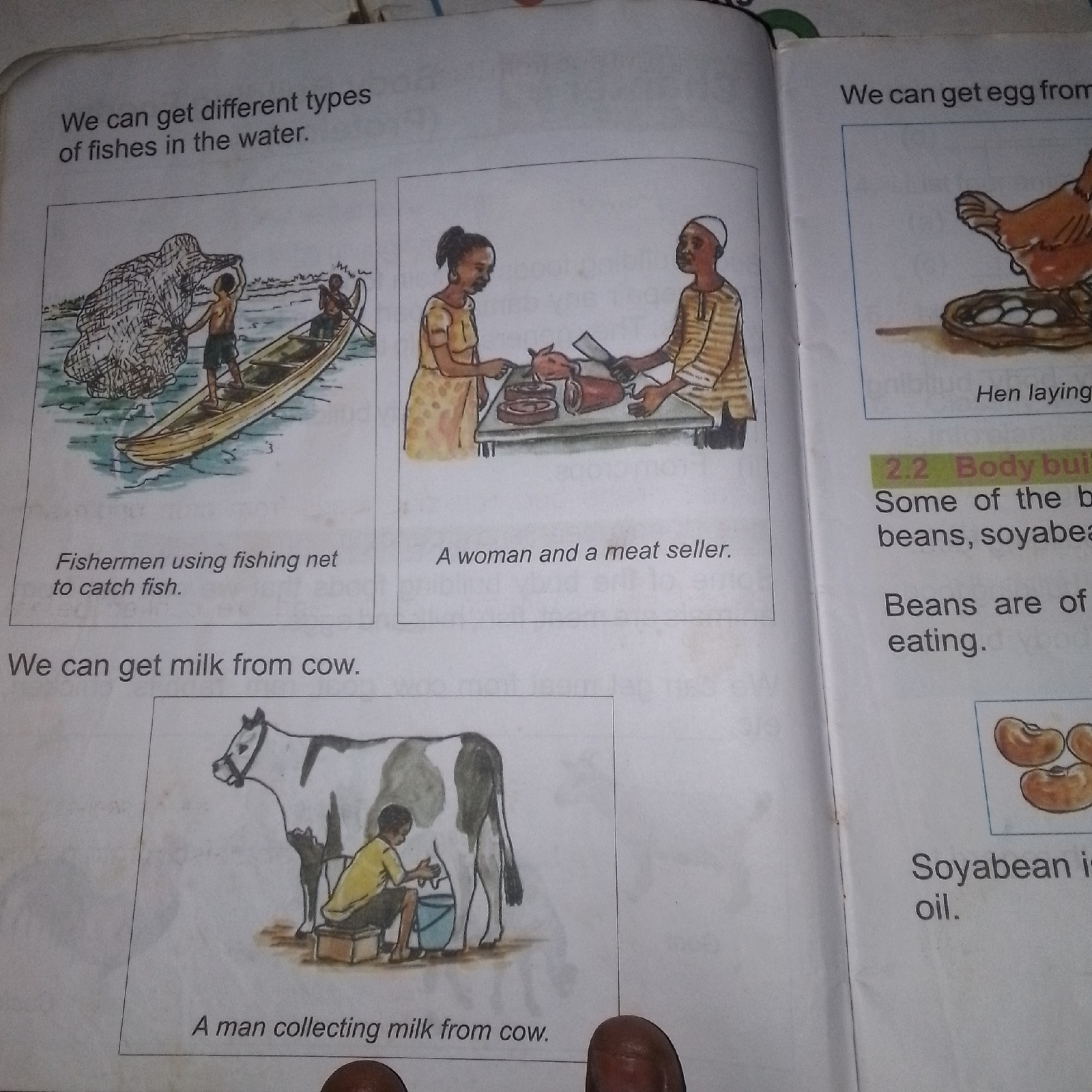 The image is a page from a book, likely an educational resource, containing text and illustrations. The page is divided into sections with different subjects.
On the left side, a large heading reads "We can get different types of fishes in the water." Below this is an illustration of two fishermen in a boat, one of whom is casting a fishing net. The caption for this image states, "Fishermen using fishing net to catch fish." Further down, another heading says "We can get milk from cow." This is accompanied by an illustration of a man milking a cow. The caption reads, "A man collecting milk from cow."
On the right side, the heading "We can get egg from" is partially visible, followed by an illustration of a hen sitting on a nest with eggs. The caption below it reads, "Hen laying". Another section has the heading "2.2 Body build". Below this, text states, "Some of the b beans, soyabea" and further down, "Beans are of eating." An illustration of soybeans is also present.
The environment depicted in the illustrations is primarily natural, with water for fishing and a rural setting for milking the cow. The overall tone is informative and educational. There is no indication of a specific city or location within the image.