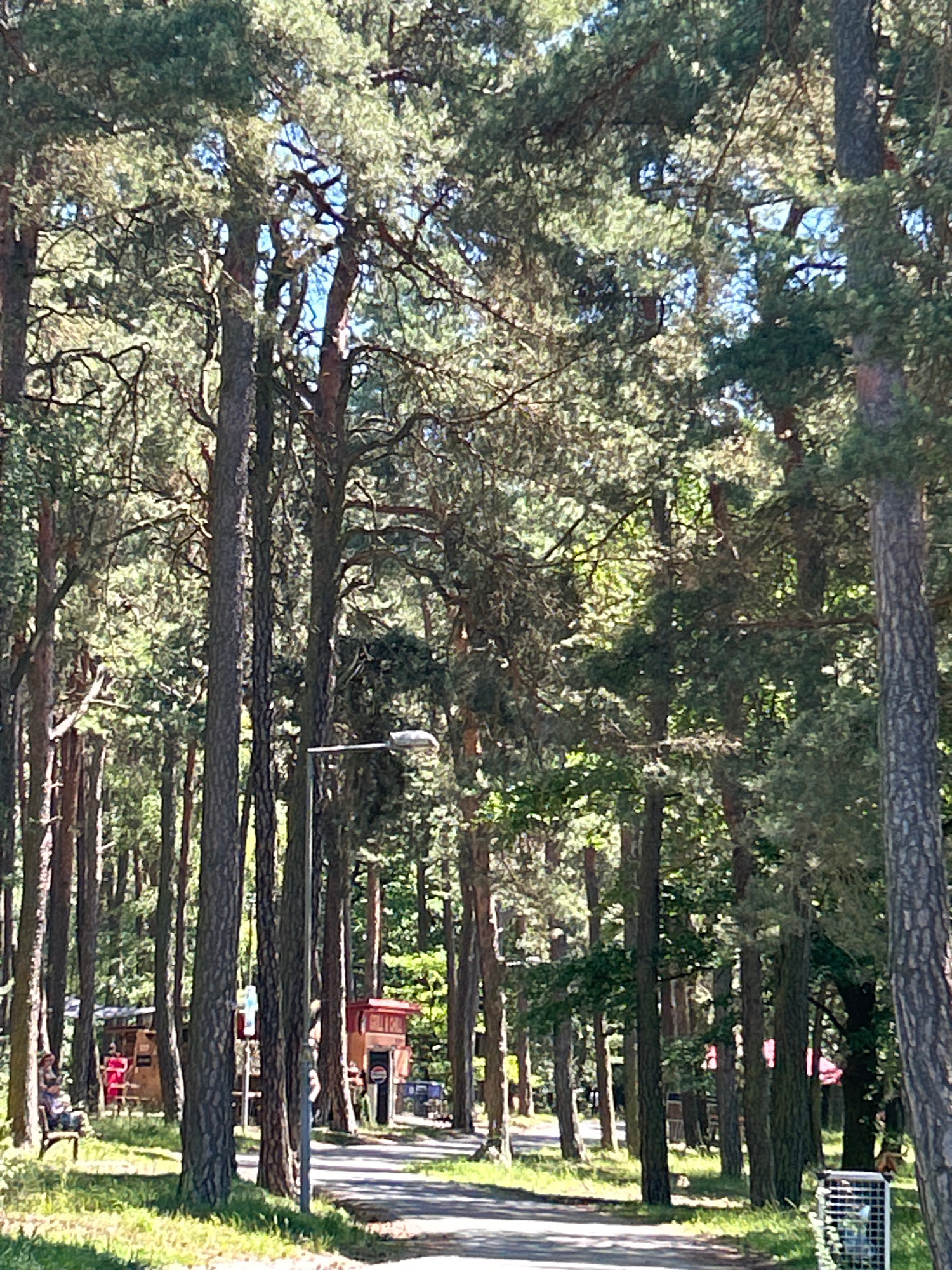 The image depicts a forest path with tall pine trees on both sides, casting shadows on the ground. The path appears to be paved and winds through the dense foliage. Sunlight filters through the canopy, illuminating parts of the scene. In the background, there are several small wooden structures, possibly kiosks or small shops, with some people visible. One person is sitting on a bench to the left, and another person is partially visible near a red structure on the right. A lamppost stands along the path. The overall impression is a natural, outdoor setting within a wooded area, likely a park or recreational space. The image does not provide specific clues to identify the exact location in Pilsen, Czechia.
