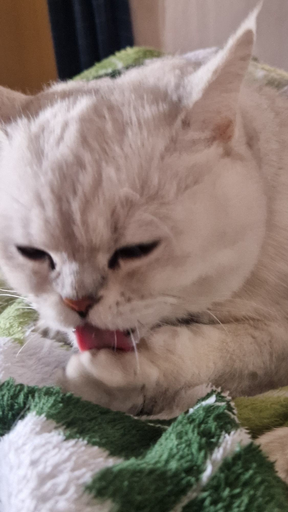 An up-close, slightly blurry, vertical, indoor, eye-level medium shot captures a fluffy, light-colored cat grooming its paw with its tongue. The cat's eyes are partially closed, and its expression appears relaxed. The background is out of focus, showing a wall and a dark curtain. The cat is resting on a soft, plush blanket with a pattern of green and white stripes. The lighting is soft and warm.