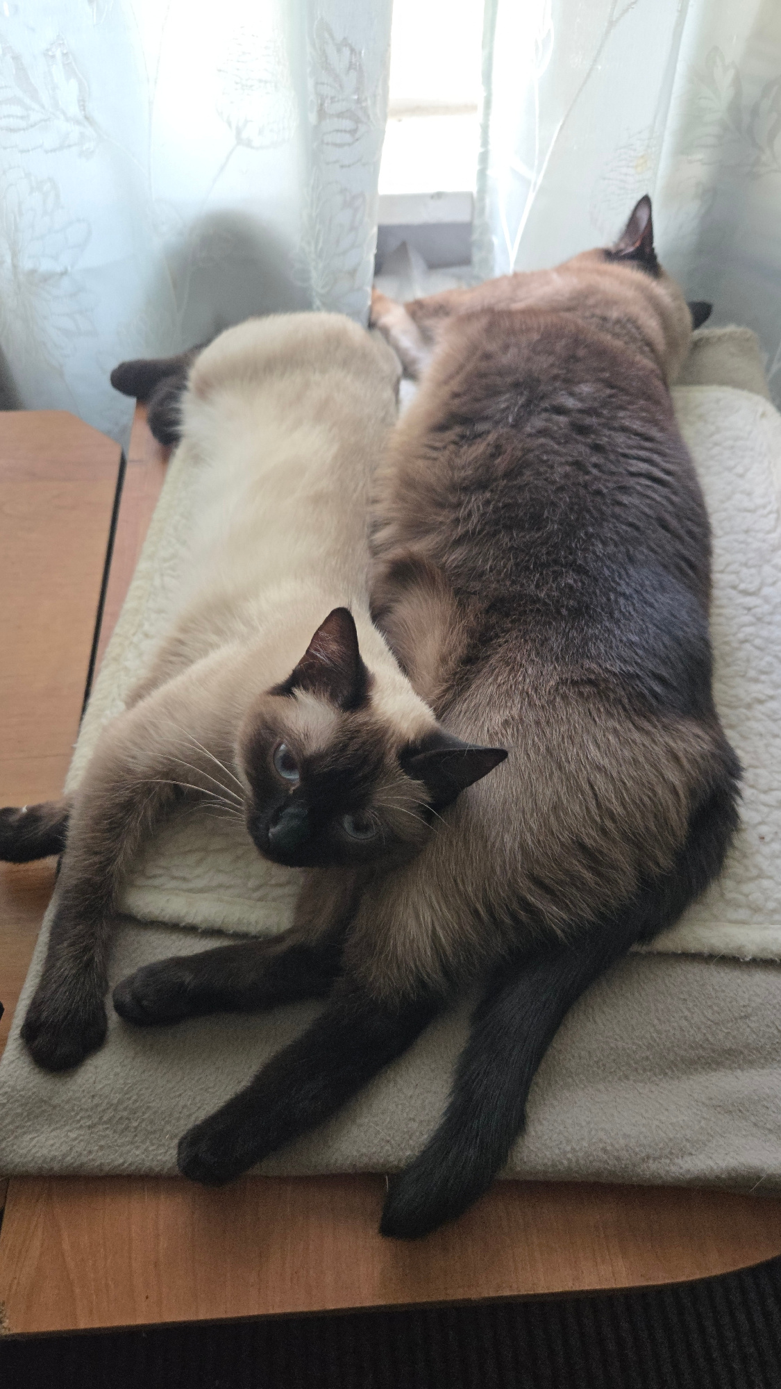 Two Siamese cats are resting on a soft, cream-colored surface, likely a cat tree or a padded mat. The cat in the foreground is lighter in color with the characteristic darker points on its face, ears, and paws. Its eyes are open and looking towards the camera with a calm, inquisitive expression. It is lying on its side, with its body stretched out. The second cat is positioned behind and partially on top of the first. This cat has a darker brown coat with lighter undertones and also exhibits darker points. It appears to be curled up or lying down, with its head turned away from the camera and its body mostly obscuring the first cat. The background shows hints of natural light coming through a window with what appears to be sheer curtains, suggesting daytime. The setting seems to be indoors, in a domestic environment. The overall mood is peaceful and relaxed, with the cats enjoying a moment of rest. There is no visible text in the image.