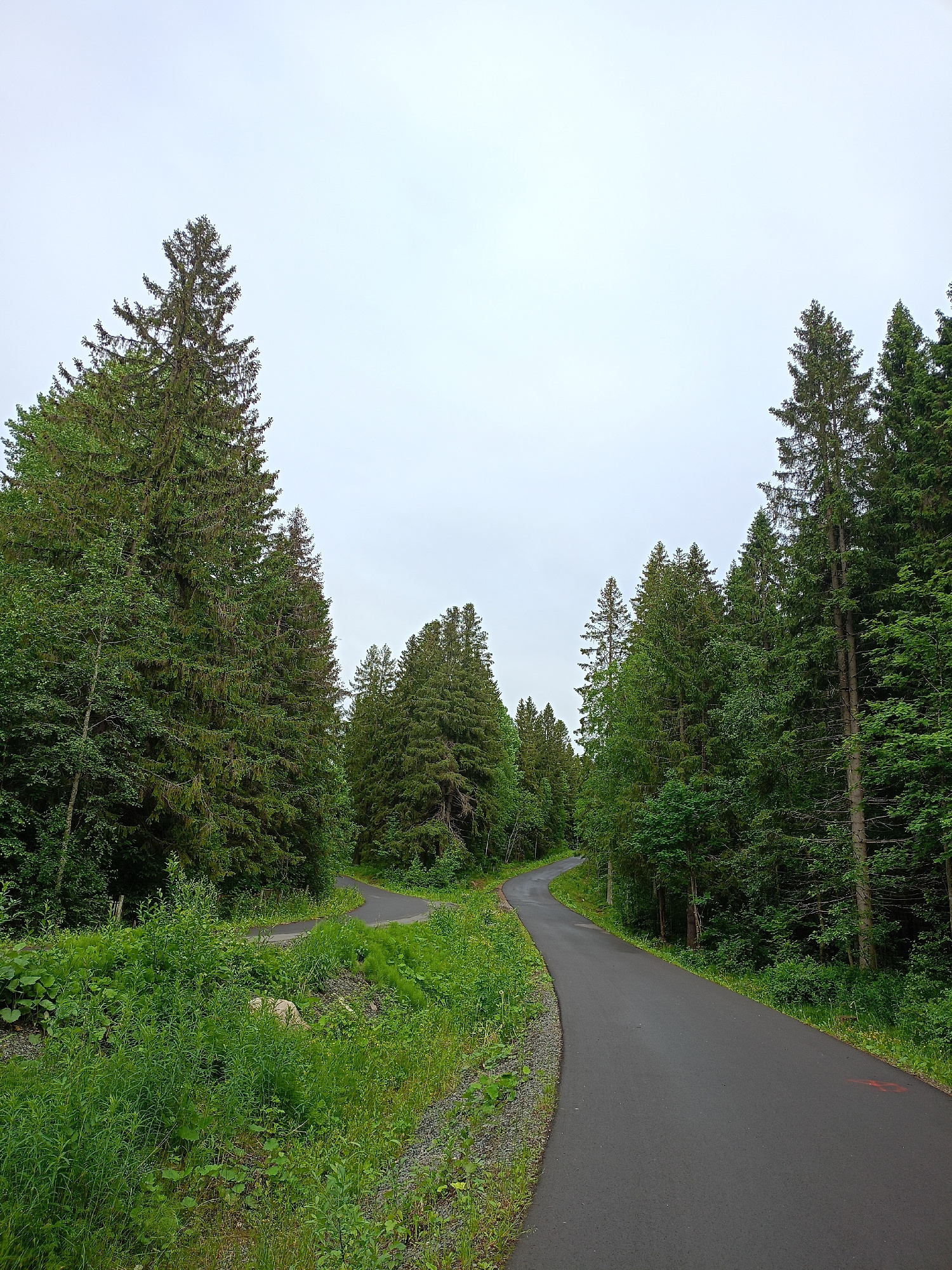 This media file depicts a paved walking or cycling path winding through a dense forest. The path is dark gray and appears well-maintained, with a gravel shoulder on one side and lush green vegetation on the other. Tall evergreen trees, likely spruce or fir, dominate the landscape, their dark green needles contrasting with the lighter green of undergrowth and deciduous trees interspersed among them. The sky is overcast with a pale, uniform gray, suggesting a cloudy day, possibly with a hint of mist. There are no people or animals visible, and the scene conveys a sense of tranquility and natural beauty. The path itself suggests it is a recreational area or a scenic route within a park or natural reserve. The overall impression is one of a peaceful, cool, and damp environment. A small red marking is visible on the path in the foreground.