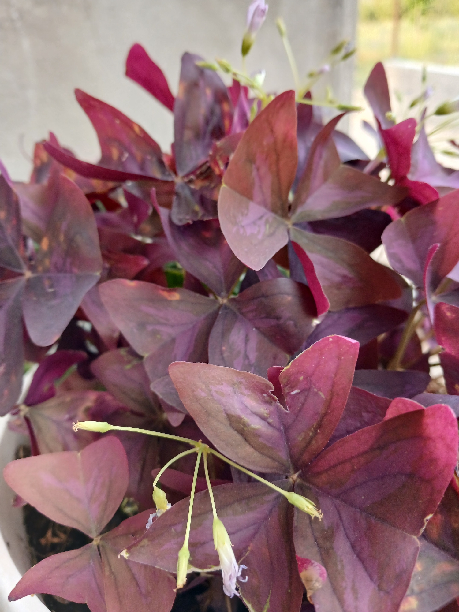 This is a close-up, eye-level shot of a plant with distinctive, heart-shaped, tri-lobed leaves in shades of deep purple and pink. The leaves are arranged densely, overlapping each other, creating a textured and layered effect. Some leaves show lighter, almost iridescent patches, while others have a matte finish. Small, delicate buds and a few tiny, pale purple flowers are visible amongst the foliage, attached to thin, light green stems that extend outwards. The background is softly blurred, suggesting an outdoor setting. To the left, a lighter area with indistinct green and yellow tones hints at sunlight filtering through something, possibly foliage or a window. The right and bottom portions of the background are a muted, neutral gray, possibly a wall or a concrete surface. The overall lighting appears natural, indicating daytime. There are no people or discernible text in the image. The focus is entirely on the intricate details and vibrant colors of the plant.
