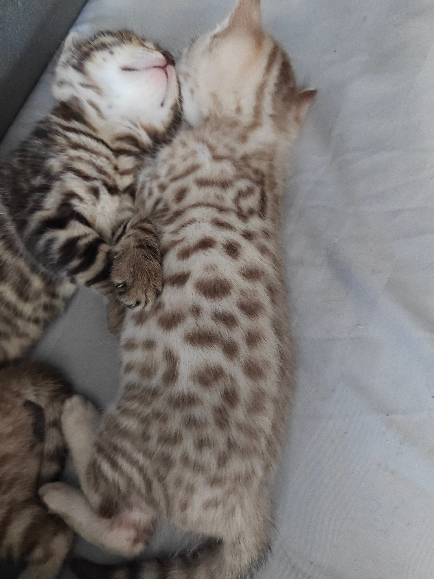 The image displays two Bengal kittens sleeping on a light-colored, textured surface, possibly a blanket or fabric. One kitten on the left has a darker, striped coat, while the kitten on the right has a lighter coat with distinct brown spots. Their paws are intertwined. There is no indication of the city of Krasnoyarsk, Russia, or any other specific location. The scene is purely a close-up of the sleeping kittens.