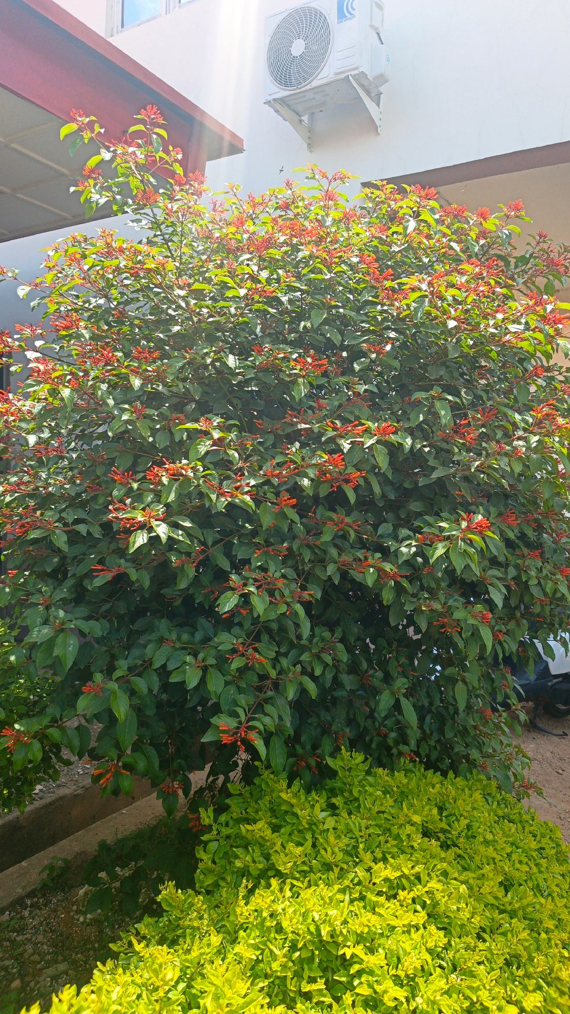 This image captures a lush, green bush with small red flowers blooming profusely. The bush is the primary subject, filling the majority of the frame. In the background, a white wall of a building is visible, with a portion of a dark red overhang casting a shadow. An outdoor air conditioning unit is mounted on the wall. Sunlight streams down, creating a bright, possibly daytime scene. The ground in front of the bush is covered with smaller, bright green shrubbery, contrasting with the darker green and red of the main bush. The overall setting appears to be outdoors, likely in a garden or courtyard area associated with the building. There are no people or animals visible in the image. The image is bright and clear, suggesting it was taken on a sunny day. No discernible text is present in the image.