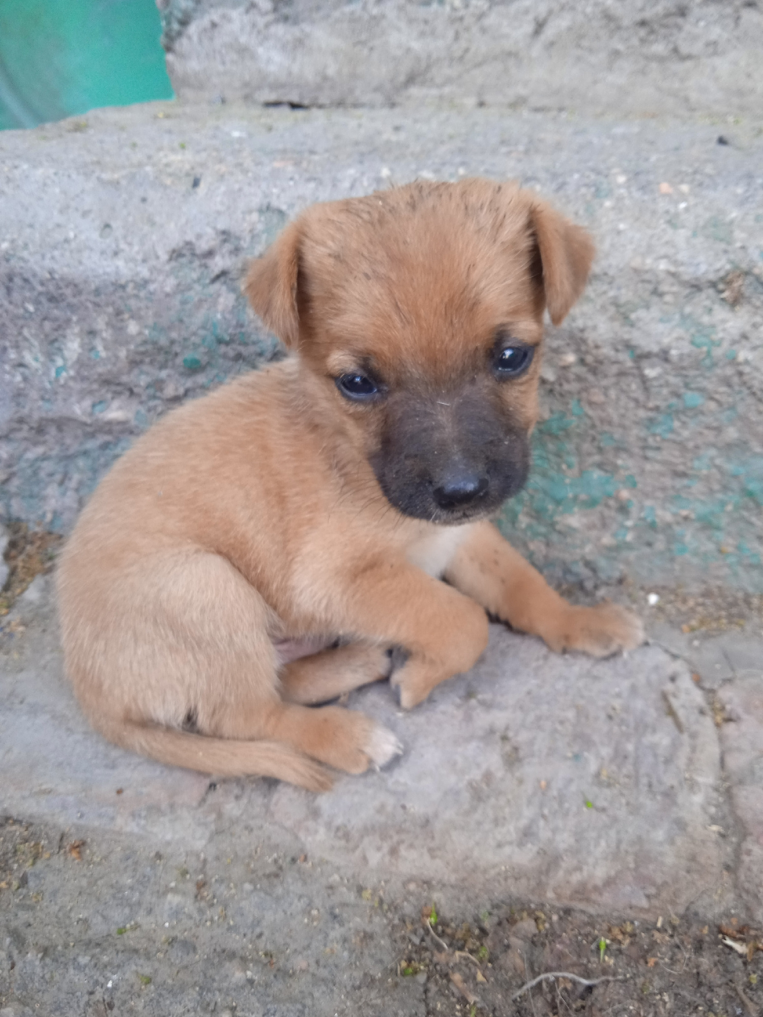 A light brown puppy with black markings around its nose and eyes sits on a concrete surface. The puppy's ears are short and pointed, and it has a short tail. The background consists of textured concrete and some dirt. The puppy is the primary subject of the image.