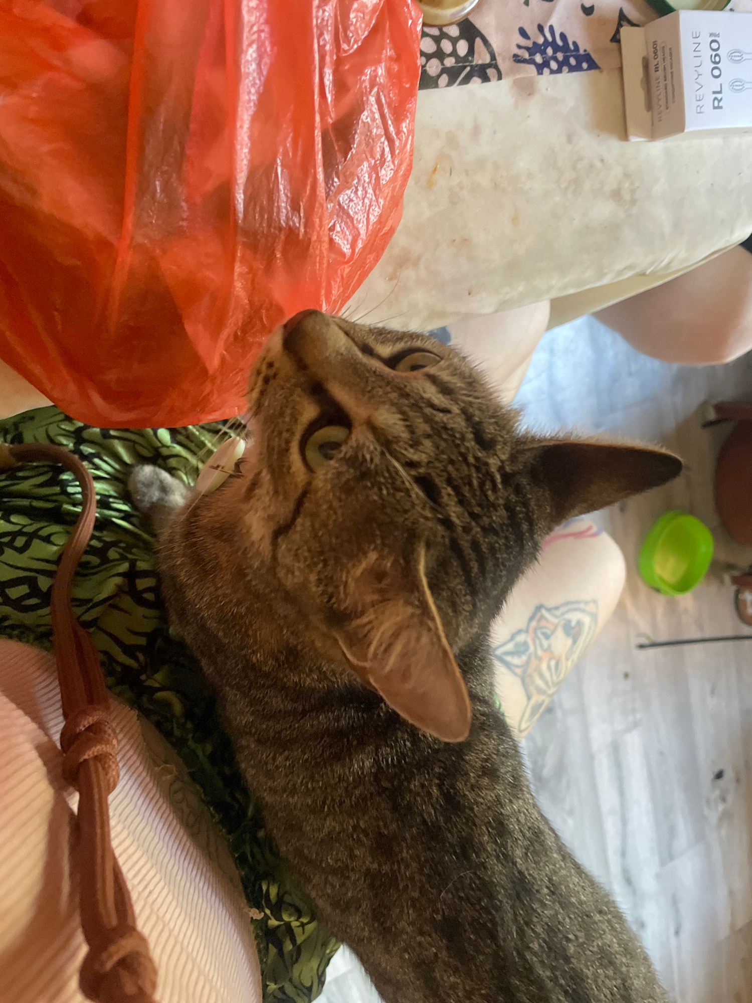 The image depicts a close-up, overhead view of a tabby cat sitting on a person's lap. The cat's head is tilted upwards, looking towards a crinkled orange plastic bag. The person's legs are visible, wearing a green patterned garment and a white ribbed top. A brown rope with a knot is hanging down from the left side of the image. In the background, there are glimpses of a patterned tablecloth, a small green plastic container, and a white box with text, possibly a cosmetic product. The flooring appears to be light-colored wood planks. The scene is indoors, likely within a residential setting in Tbilisi, Georgia, given the context of the prompt.