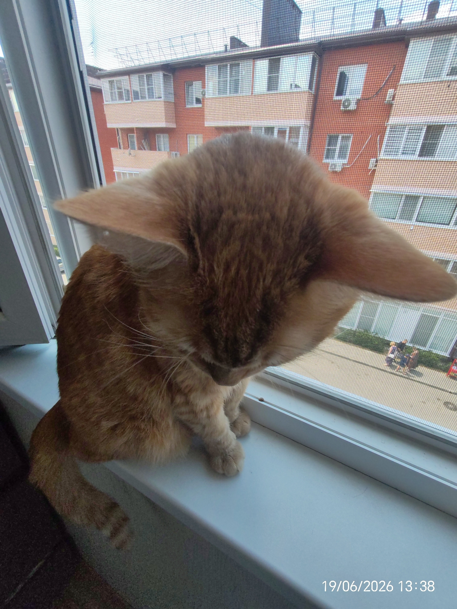 An orange tabby cat is perched on a white windowsill inside an apartment, looking down. Outside the window, across a street, is a multi-story brick apartment building with numerous windows and balconies. A few people are visible walking on the sidewalk in front of the building. The image is timestamped 19/06/2026 13:38. The location is identified as Yablonovsky, Russia.