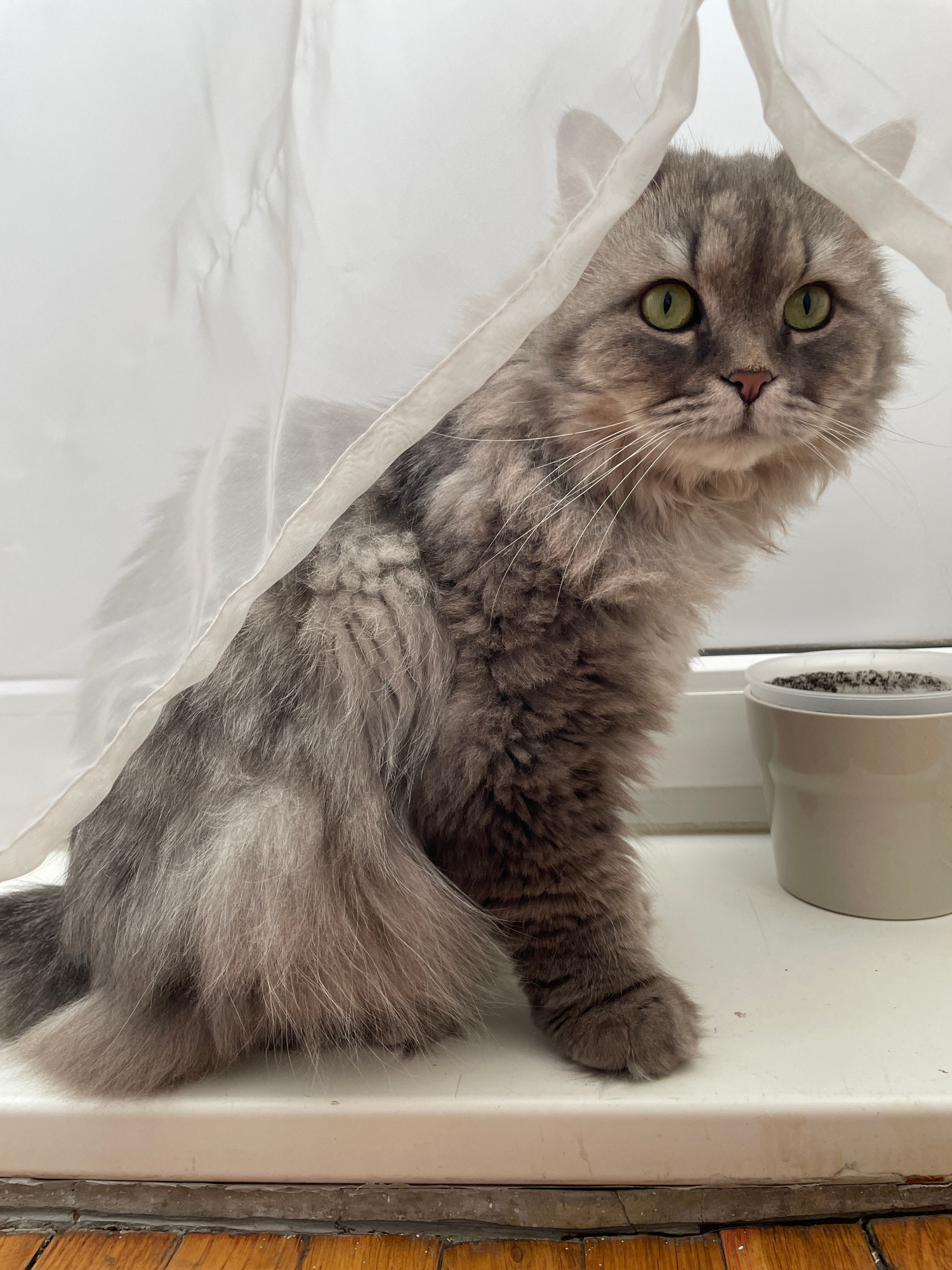 A long-haired gray cat with green eyes is peeking out from behind a sheer white curtain. The cat is sitting on a white windowsill, with a small planter containing dirt to its right. The background is blurred, but appears to be an indoor setting. The lighting is soft and natural. The cat's fur is fluffy and well-groomed, and its eyes are wide and curious. The overall impression is one of quiet observation.