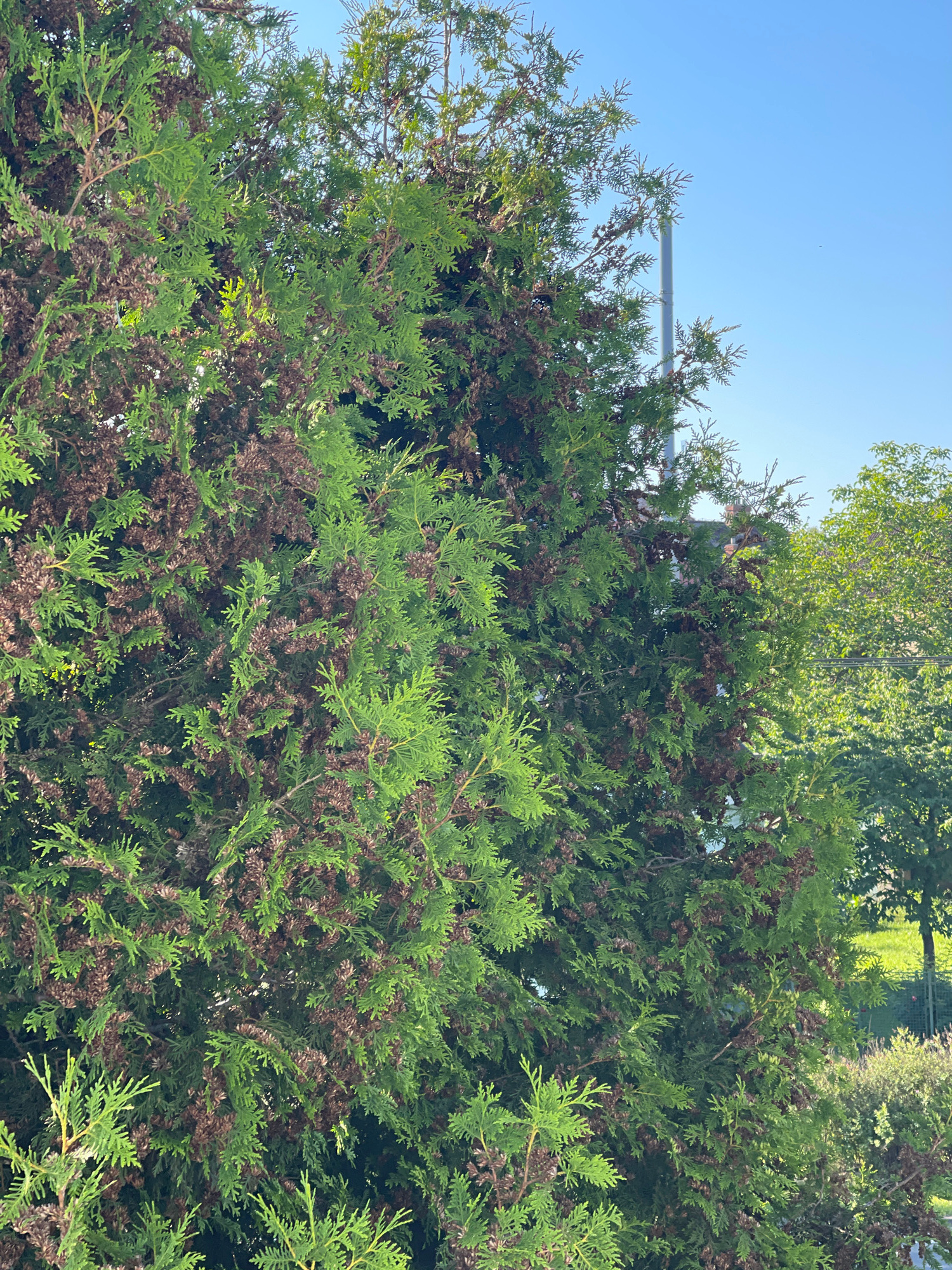 The image displays a dense evergreen tree, likely a cedar or cypress, with portions of its foliage exhibiting a brown, dry appearance interspersed with vibrant green sections. The tree dominates the foreground. In the background, the sky is a clear, bright blue. To the right of the evergreen, another tree with lighter green foliage is visible. A tall, slender silver pole, possibly a light pole or flagpole, stands in the upper right quadrant of the image, partially obscured by the evergreen. The overall scene suggests an outdoor environment, likely a park or garden, under bright daylight conditions. There are no people or animals visible in the frame. The location is identified as Pilsen, Czechia.