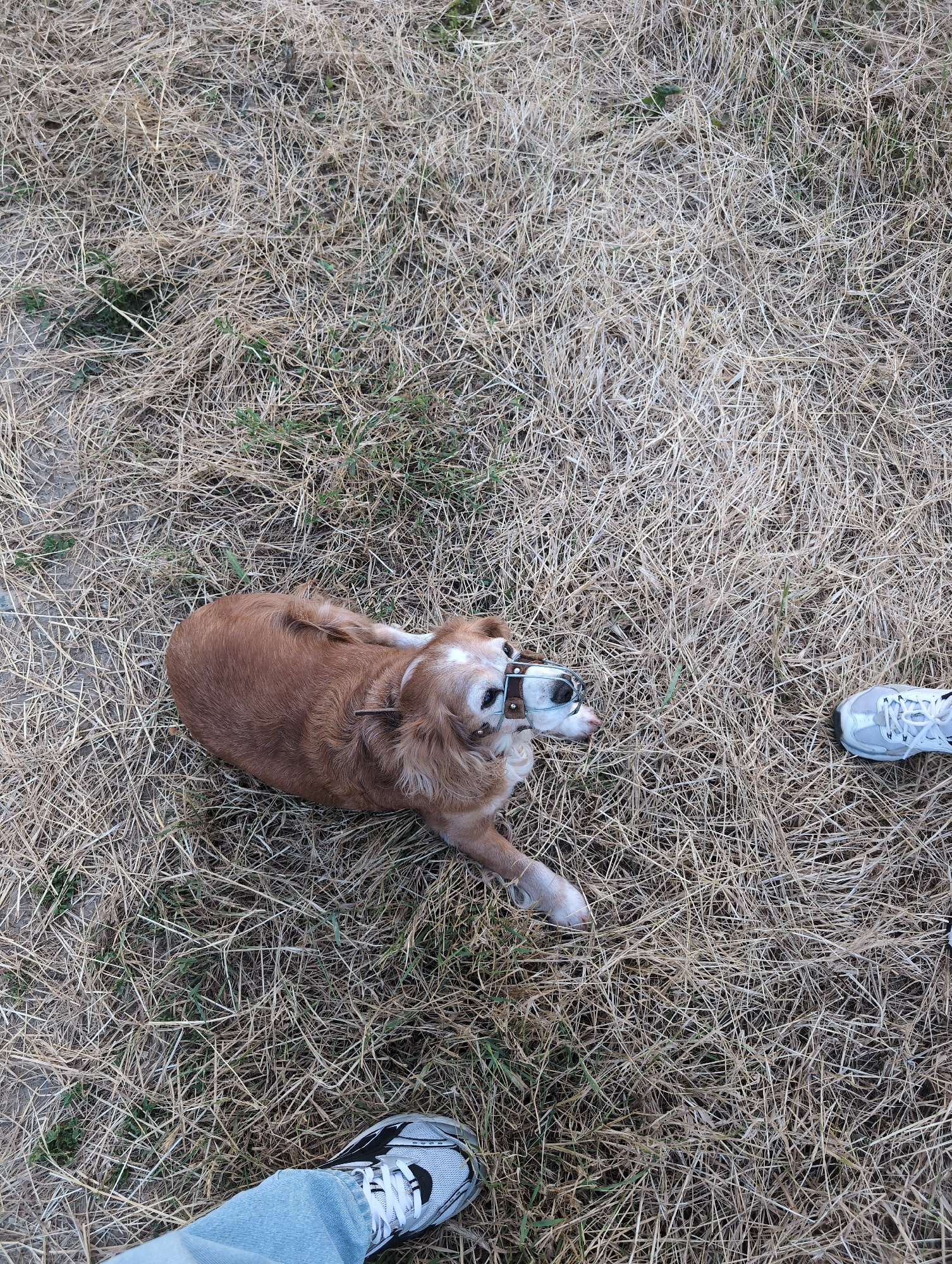 The image shows a medium-sized dog lying on dry grass, wearing a muzzle. Two people's feet are visible in the foreground and middle ground, one wearing jeans and a sneaker, and the other wearing a sneaker. The scene appears to be outdoors in a grassy area. There is no information in the image to suggest a location in Krasnodar, Russia.