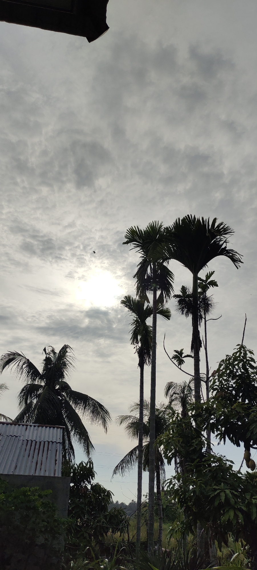 The image captures an overcast sky with scattered clouds, allowing a soft, diffused sunlight to filter through, creating a bright area in the center left of the frame. A single, dark bird is visible in flight against the brighter sky. Silhouetted against this backdrop are several tall palm trees, with their distinctive fronds reaching upwards. In the lower left of the frame, the corrugated metal roof of a building is partially visible, suggesting a semi-rural or suburban setting. The presence of palm trees and the style of the building roof are indicative of the tropical climate found in Lhokseumawe, Indonesia. The overall scene is serene, with no human subjects present, focusing instead on the natural elements and a simple man-made structure.