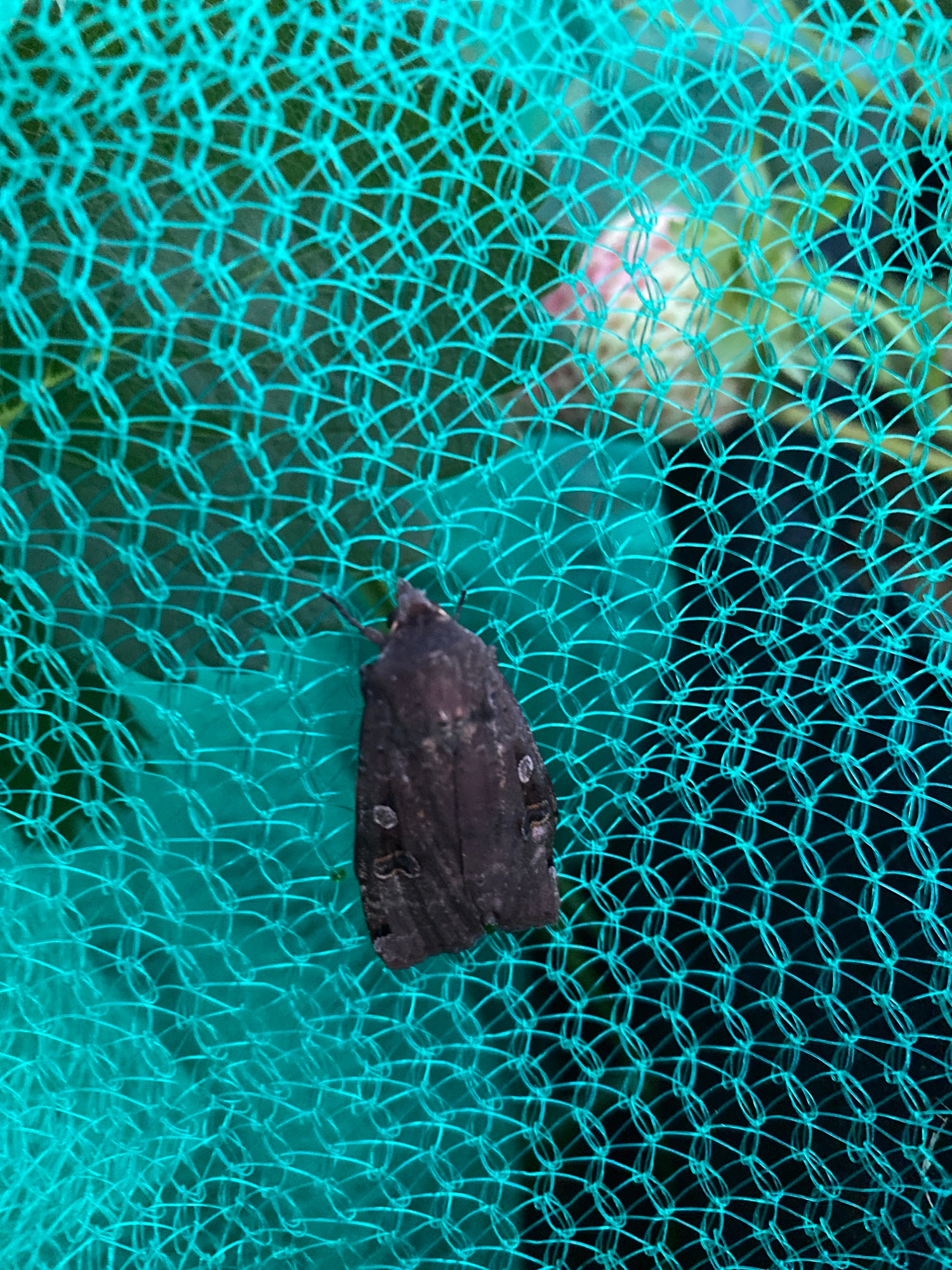 A dark-colored moth is perched on a turquoise mesh net. The net is stretched taut, creating a grid-like pattern. The background is blurred and appears to be foliage and possibly some pink flowers. The moth is positioned in the center-left of the frame, facing towards the right. Its wings are closed, and it has visible markings on them. The lighting is diffused, creating soft shadows. The image is a close-up shot, emphasizing the texture of the net and the moth.