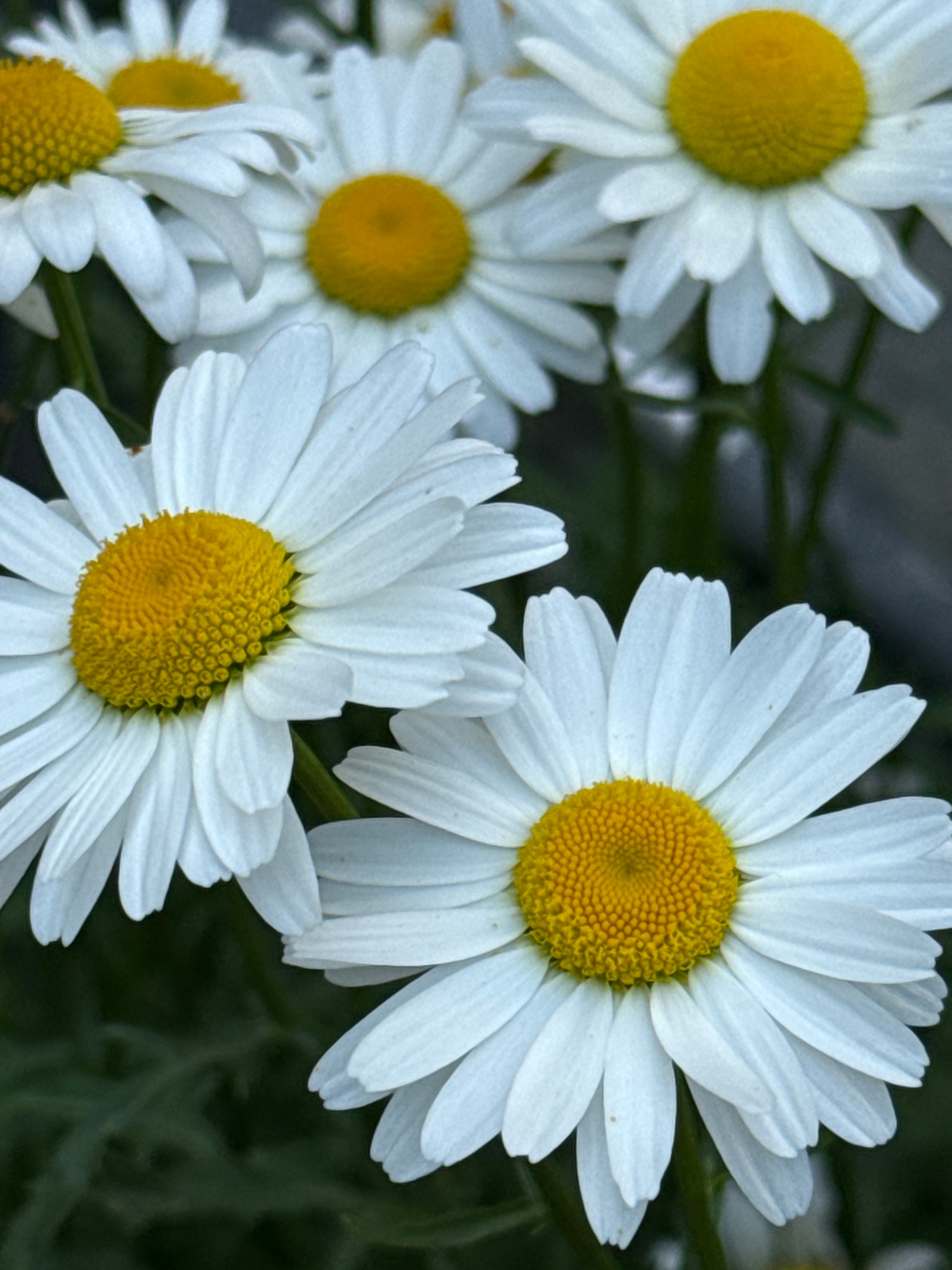 A close-up, low-angle shot captures several bright white daisies with yellow centers against a dark green, leafy background. The flowers are the primary focus, with their petals fanned out and catching the light. The image has a shallow depth of field, blurring the background and emphasizing the delicate details of the daisy petals and the textured centers. The setting appears to be an outdoor garden. There are no people or animals visible in the image. The location is identified as Plastunka, Russia.