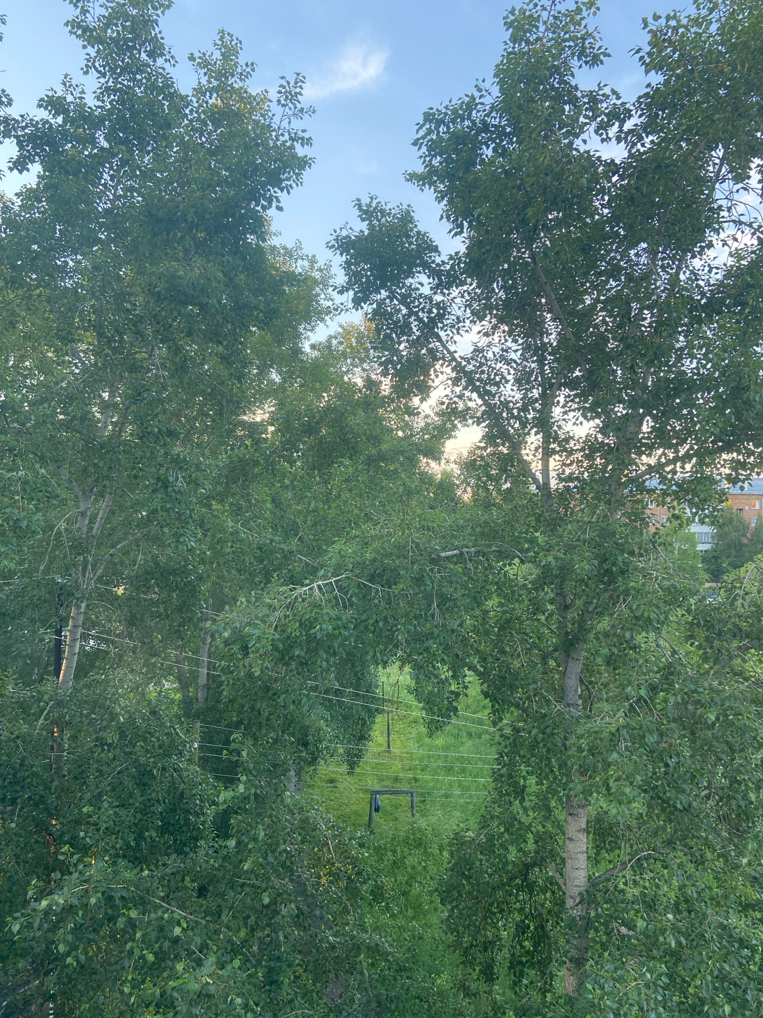 The image shows a view through trees towards a grassy area with some structures and buildings in the background. The foreground is dominated by lush green trees with a light-colored bark on some of the trunks. Several power lines run horizontally through the scene, supported by poles that are partially visible amongst the foliage. In the middle ground, there is a patch of green grass, and a dark, rectangular structure, possibly a bench or a piece of playground equipment, is visible. In the distance, behind the trees, are low-rise buildings with brick and white facades, suggesting an urban or suburban environment. The sky above is a pale blue with a few wispy white clouds. This scene is characteristic of a park or residential area within the city of Mikun', Russia, where such greenery and infrastructure are common.