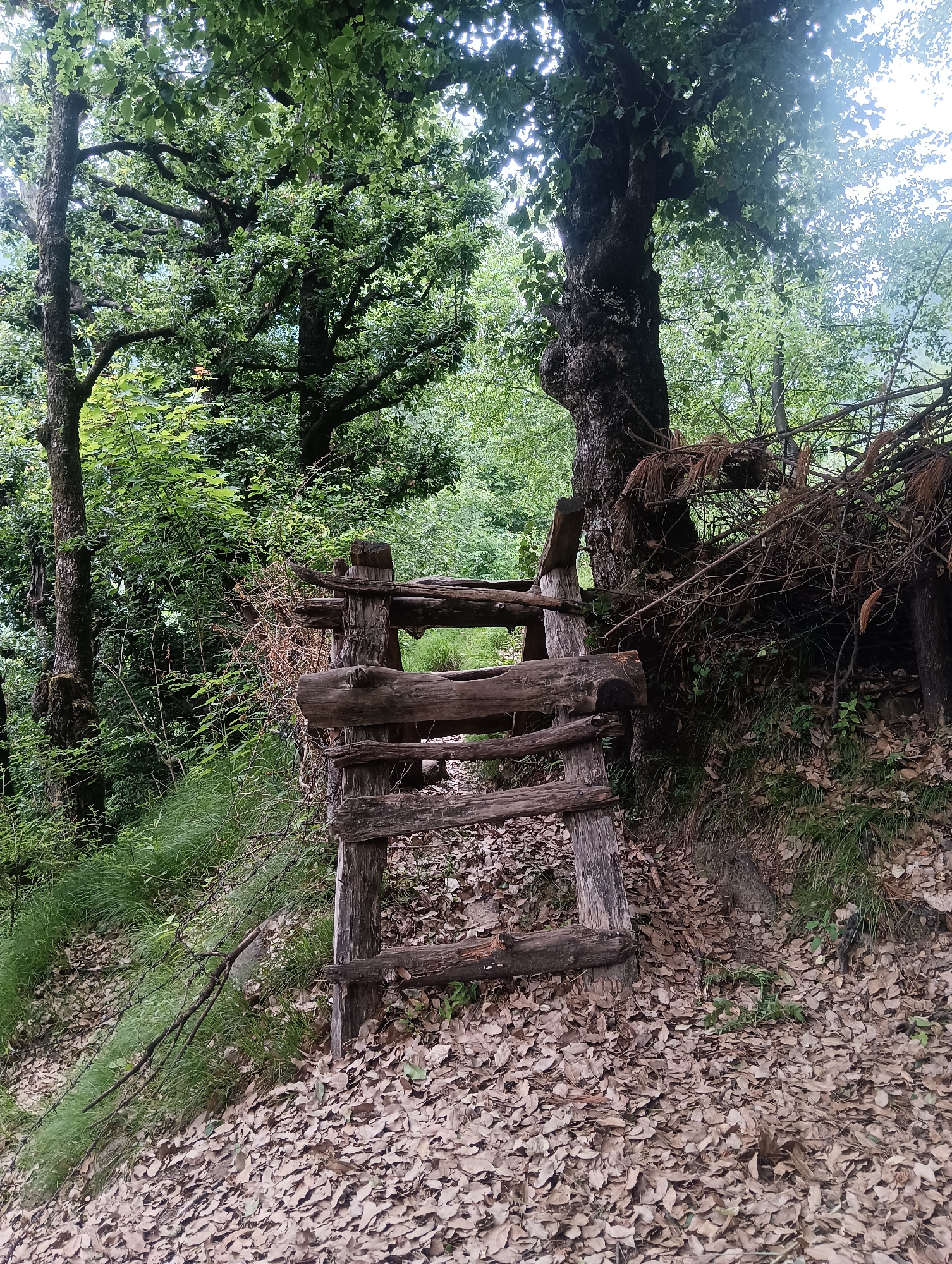 A rustic, wooden structure, possibly a makeshift bridge or a bench, is situated in a dense forest setting. The structure is made of rough-hewn logs and planks, showing signs of age and weathering. It is positioned on a slight incline, with a path covered in fallen leaves leading towards it and extending beyond. Lush green vegetation, including trees with thick foliage and tall grasses, surrounds the structure. The trees are large and mature, with gnarled branches and dark bark. The overall impression is one of a natural, secluded environment, likely in a mountainous or hilly region. The location is identified as Old Manali, India.
