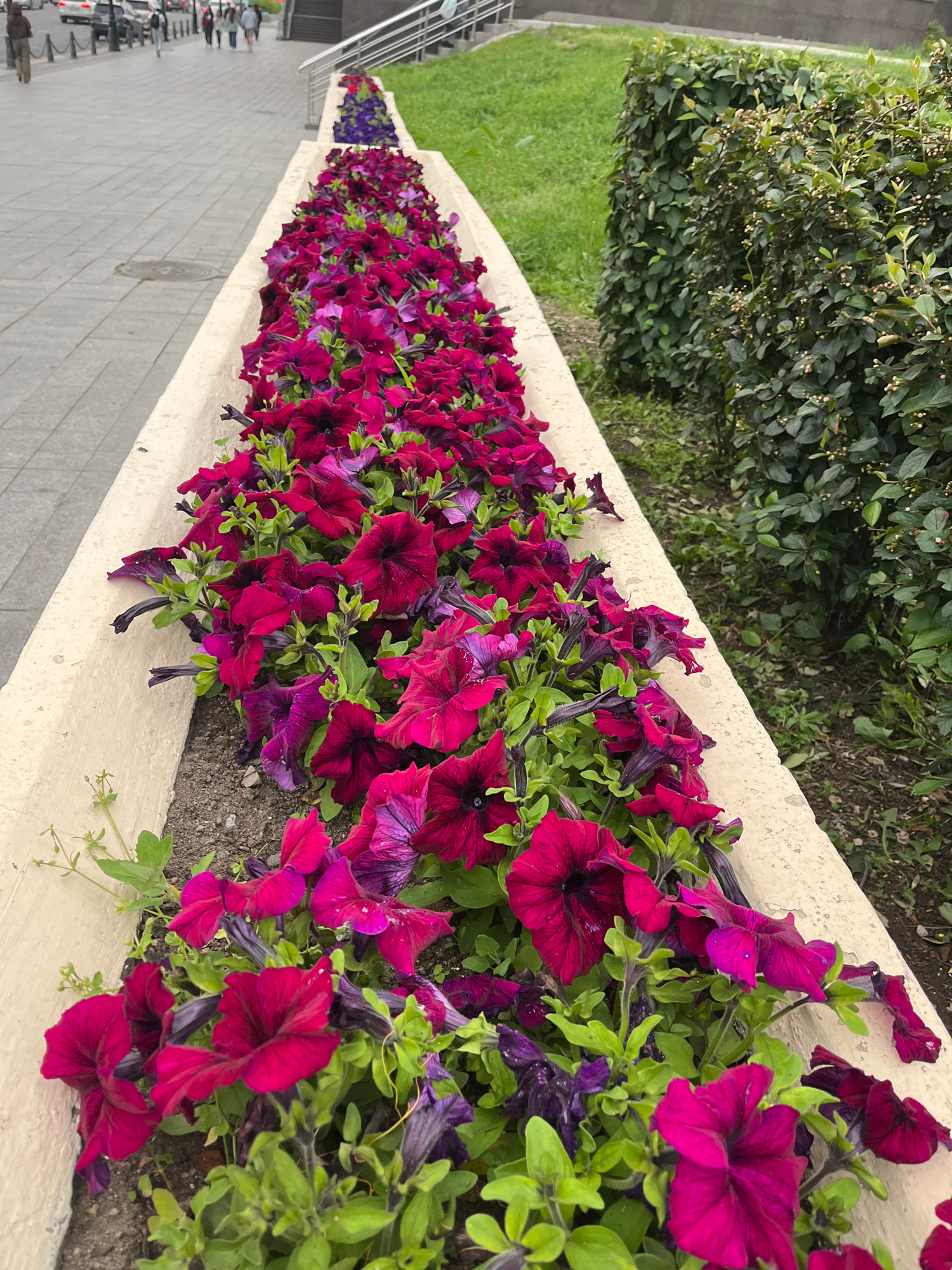 The image shows a long, rectangular planter filled with vibrant, deep magenta and purple petunias. The flowers are abundant and densely packed, with some partially obscuring the rich green foliage beneath. The planter itself is a light, creamy color with a rough texture, and it sits alongside a paved walkway. To the left of the walkway, there is a strip of green grass and a dense, leafy shrub. The perspective of the photo is from a slightly elevated angle, looking down and along the length of the planter. The lighting suggests it is daytime, possibly overcast. In the background on the left, some metal railings and figures of people are visible, indicating an urban or public outdoor setting. The flowers are the dominant subject, their rich colors creating a striking visual. There is no visible text in the image.
