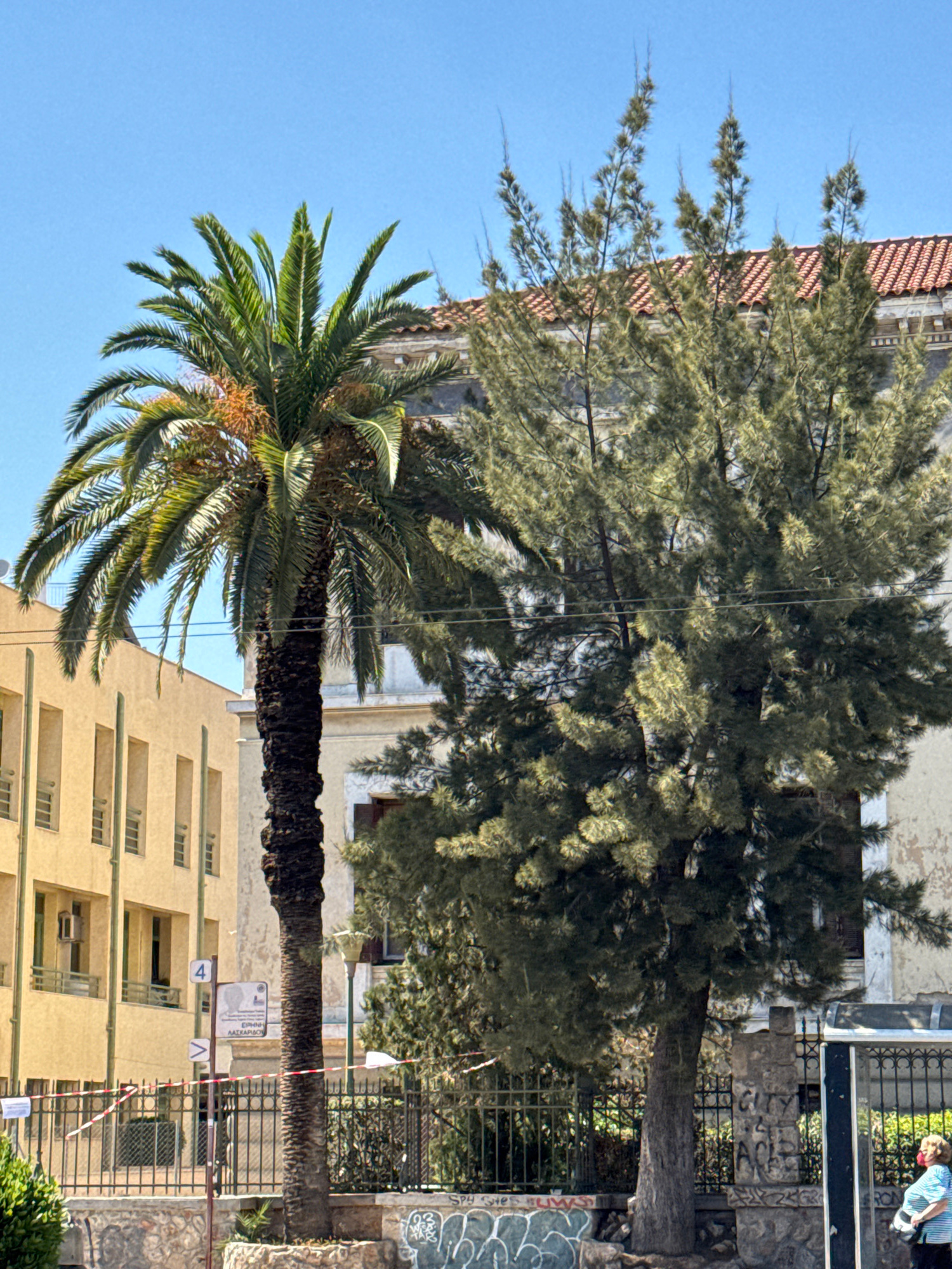 The image captures a street scene in Athens, Greece, characterized by lush greenery and architectural elements. In the foreground, a tall palm tree stands prominently, its fronds reaching towards a clear blue sky. Beside it, a dense evergreen tree with feathery needles partially obscures the background. Behind these trees, two buildings are visible. The building on the left is modern with a pale yellow facade and vertical windows, while the building on the right appears older, with a light-colored, weathered exterior and a red-tiled roof. A black metal fence runs across the mid-ground, separating the street from the properties. The fence is adorned with red and white striped tape in some sections, suggesting a temporary closure or caution. On the sidewalk, a person wearing a blue and white striped shirt and a red mask is walking away from the camera, carrying a bag. The street features graffiti on a stone wall near the fence. Power lines are visible strung between poles, crossing over the trees. A street sign with the number "4" and Greek text is mounted on a pole. The overall impression is a sunny day in an urban environment with a blend of natural and built elements.