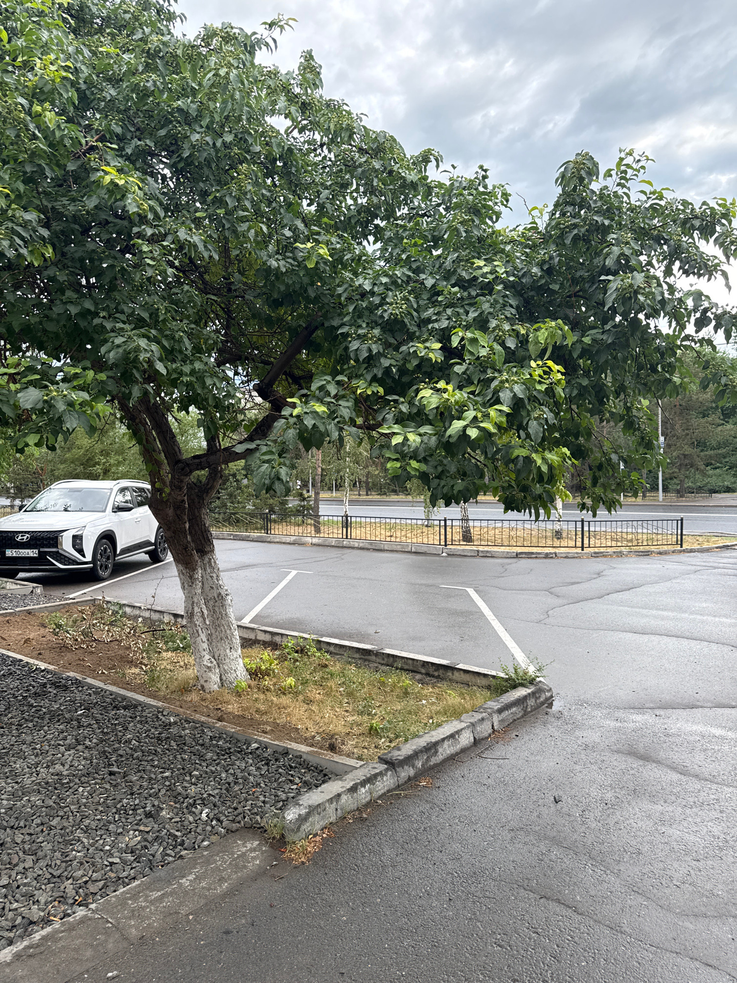 The image depicts a white Hyundai SUV parked in a paved parking lot next to a tree with a white-painted trunk. The tree has dense green foliage and appears to be mature. A black metal fence runs along the edge of the parking lot, beyond which is a road with trees and buildings in the background. The sky is overcast with grey clouds. The license plate of the SUV is visible and reads "CS 51000A.14". The location is identified as Pavlodar, Kazakhstan. The scene appears to be a typical urban environment. There are no people visible in the image.
