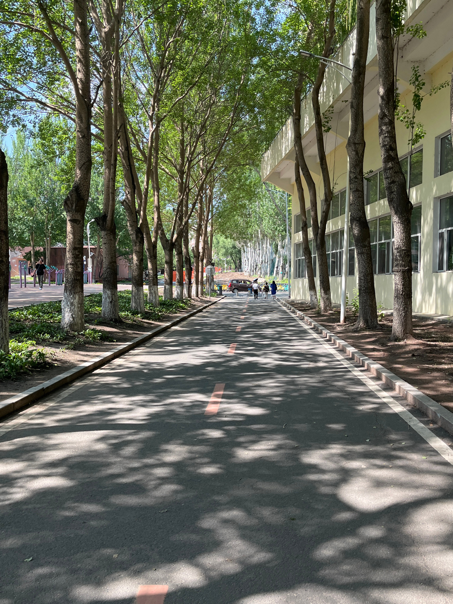 The image depicts a paved pathway lined with trees and a building, likely a school or university campus in Changchun City, China, on a sunny day. The pathway is a light gray asphalt with a red stripe down the center and a white stripe along the right edge. The left side of the pathway is bordered by a grassy area with small plants and trees, some of which have their lower trunks painted white. On the right side, a light yellow building with multiple windows runs along the pathway, with trees in front of it. The trees are tall and leafy, casting dappled shadows on the pathway.
In the background, more trees create a green canopy. Several people are visible walking or standing, some on the pathway and others in the grassy area to the left. There is a dark-colored car parked in the distance on the pathway, and bicycles are visible to the right of the car. The overall impression is of an outdoor recreational or thoroughfare area on a campus.