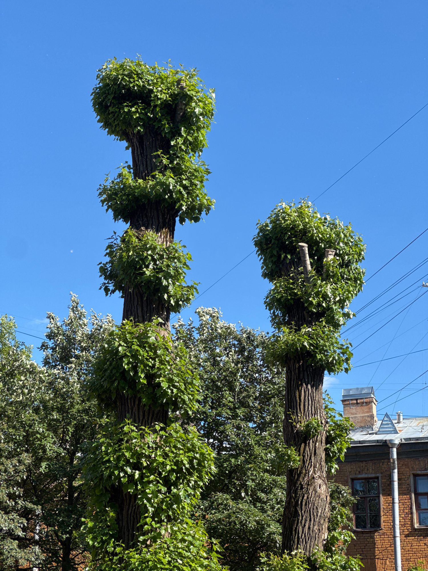 The image shows a low-angle view of two large tree trunks with thick, textured bark, stretched horizontally across the frame. These trunks are pollarded, meaning they have been pruned back to encourage new growth, resulting in dense clumps of vibrant green leaves clustered around the cut ends. The trees are set against a bright, clear blue sky, with thin power lines running diagonally across the upper portion of the image. In the background, to the right, a brick building with several windows is visible, hinting at an urban or suburban setting. The light suggests it is daytime, likely a sunny day, given the deep blue of the sky and the brightness of the scene. The overall impression is one of nature reclaiming or interacting with the man-made environment, with the trees appearing somewhat unnatural due to their pruning but healthy with abundant foliage. The orientation of the image is such that the tree trunks are seen from below, looking upwards. No people are visible.