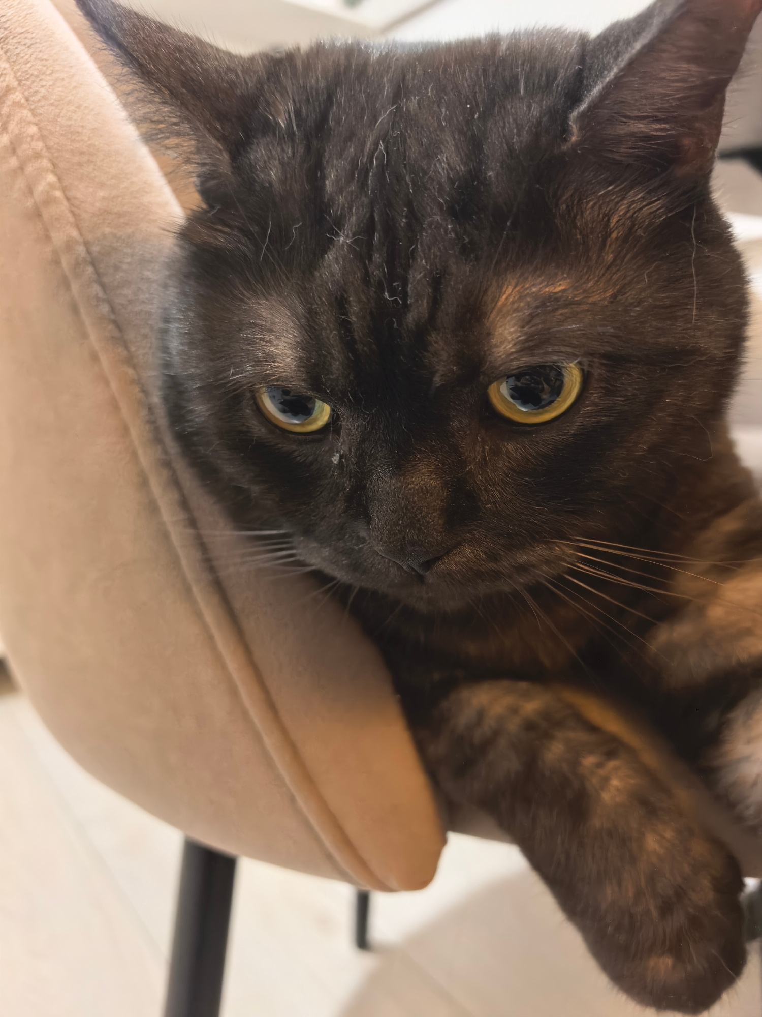 A close-up, eye-level, medium shot captures a tortoiseshell cat looking downwards. The cat's face fills most of the frame, with its left ear prominently visible on the left side of the image. The cat's fur is a mix of dark brown, black, and subtle hints of orange, creating a tortoiseshell pattern. Its eyes are a striking yellow with dark pupils, and they are directed downwards, suggesting it might be looking at something below the frame or is in a pensive mood. Its whiskers are long and spread outwards.
The cat is resting on a soft, beige-colored upholstered chair, which is slightly blurred, indicating a shallow depth of field. The texture of the chair's fabric is visible. Behind the cat and the chair, the background is out of focus, showing hints of a light-colored floor and dark vertical elements, possibly chair legs or furniture.
The lighting appears to be soft and diffused, creating a gentle illumination of the cat's face. The overall mood of the image is calm and intimate, focusing solely on the cat. There is no visible text in the image. The setting seems to be indoors, likely a home environment, given the comfortable appearance of the furniture and the flooring. The time of day is indeterminate.