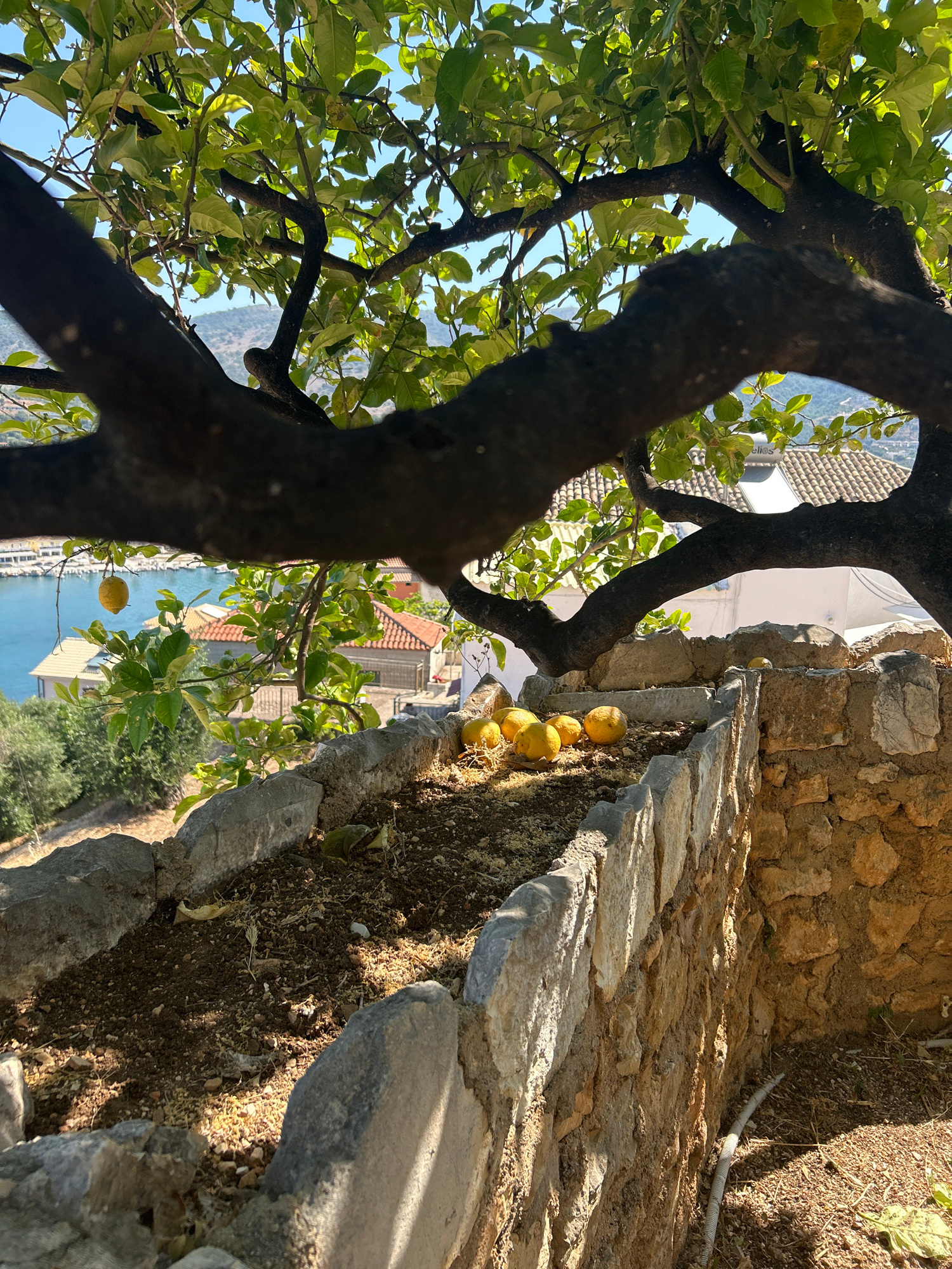 A close-up, vertically oriented, shot shows a thick, dark tree trunk and branches in the foreground, with vibrant green leaves. Through the branches, a scenic view of a coastal town is visible, featuring buildings with terracotta roofs and a body of blue water.
To the right of the tree, a stone wall and a path made of uneven stones form a terraced area. Several ripe lemons are scattered along the edge of this path and wall, some appearing to be growing from a nearby tree. The sunlight casts sharp shadows, suggesting it is a bright, sunny day. The scene appears to be outdoors, in a Mediterranean-like setting, possibly a garden or an orchard on a hillside overlooking the sea. The overall mood is peaceful and natural, highlighting the bounty of the citrus tree. No people are visible.