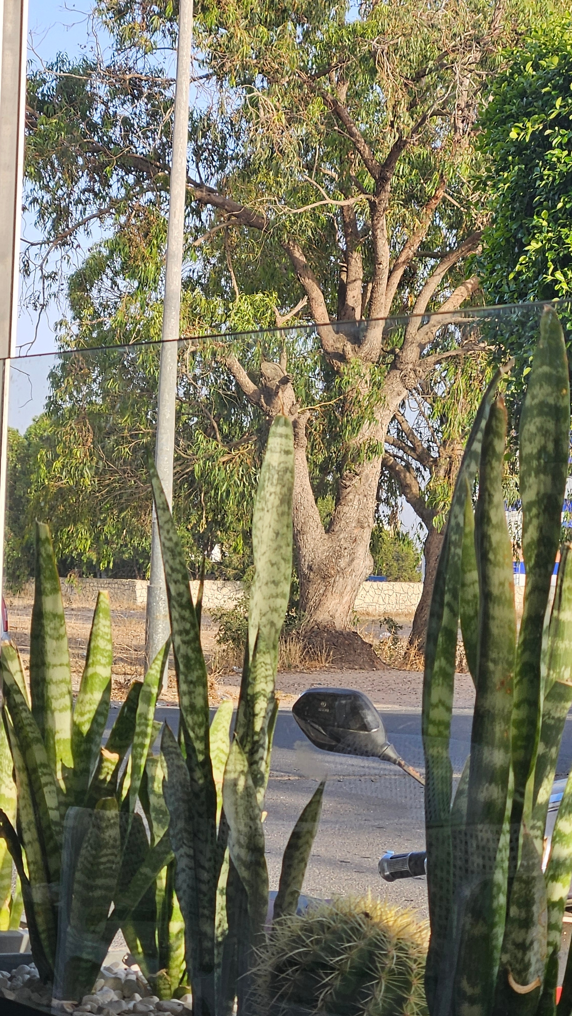 A tree with a thick trunk and many branches is visible behind a window, with a light pole and a motorcycle mirror in the foreground. The tree is large and leafy, with sunlight filtering through its branches. A motorcycle mirror is positioned to the right of the light pole, and a cactus is visible in the lower right corner of the frame. The scene appears to be outdoors, possibly in a city, as suggested by the presence of the light pole and the road. The lighting is bright, indicating it is daytime.