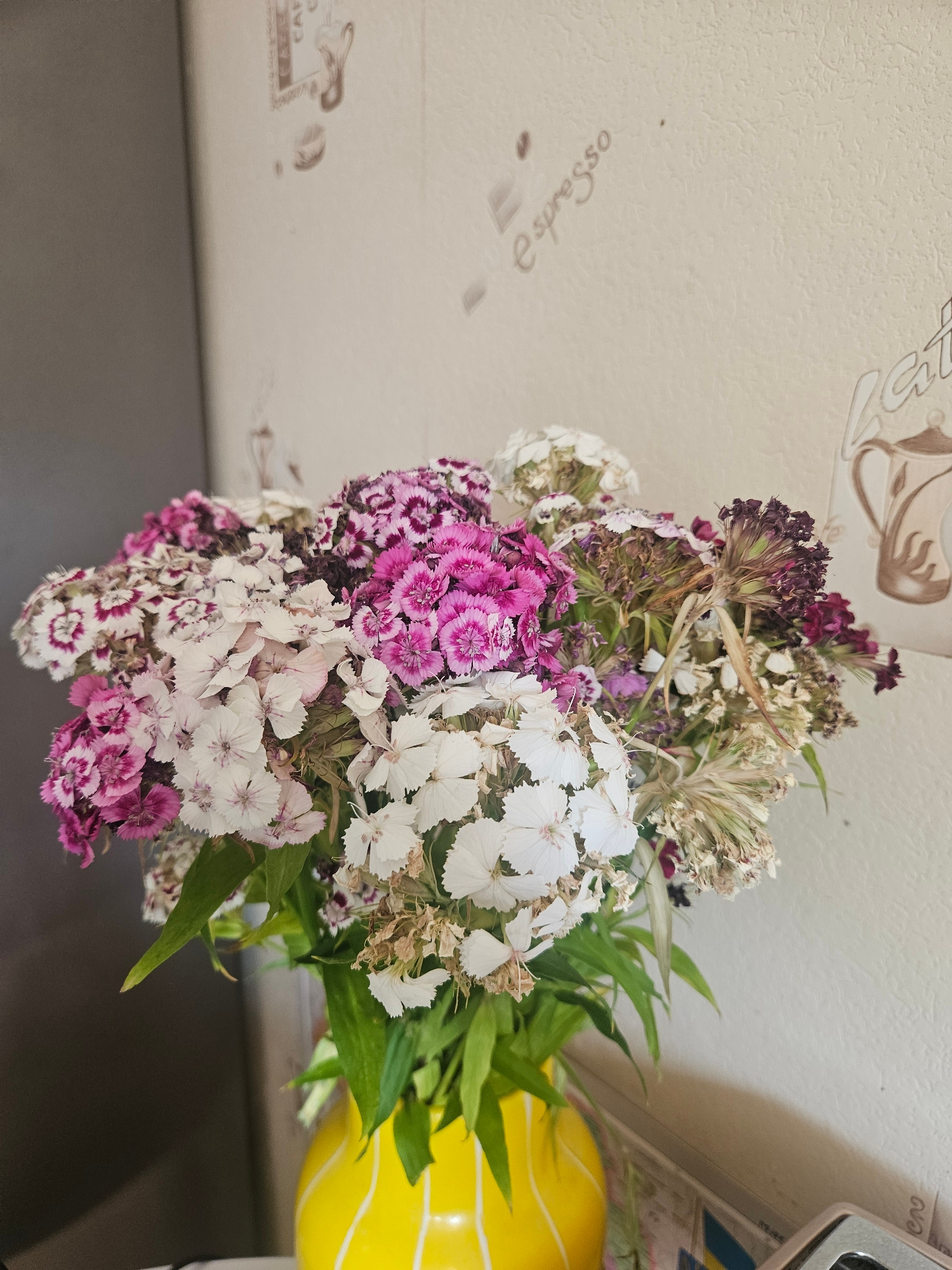This media file is a close-up, overhead shot of a bouquet of flowers. The flowers are a mix of white, pink, and deep purple, with some dried and browning blooms interspersed among the fresh ones. The bouquet is arranged in a way that suggests it might be hanging, or perhaps the photo was taken from above.
In the background, a light-colored textured surface is visible, possibly a wall or ceiling, decorated with subtle, faded imagery of coffee cups and the word "espresso" in a stylized font. To the right, a bright yellow object with white stripes is partially visible, along with some green foliage, suggesting a vase or another decorative item. The overall setting appears to be indoors, likely a domestic environment.
The lighting is soft and diffused, indicating it might be daytime but not direct sunlight. There are no people or animals present in the image. The focus is entirely on the floral arrangement and the immediate background elements. The image doesn't convey any specific event or strong emotions, focusing on a simple, aesthetic presentation of the flowers. The visible text "espresso" is part of the background decoration.