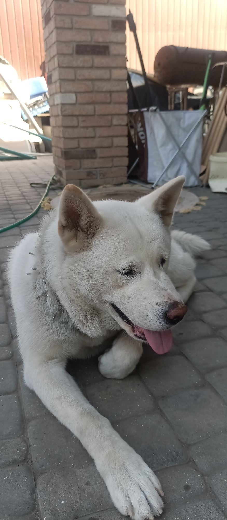 This is a medium shot photograph of a white dog lying on a paved surface. The dog is in the foreground, facing to the right of the frame, with its eyes partially closed and its tongue hanging out, suggesting it is panting or relaxed. Its fur is fluffy and appears to be white. A metal collar with several pointed studs is visible around its neck.
The background shows a brick pillar on the left, and a wooden fence or wall behind it. Further to the right, several objects are visible: a large metal tank or barrel, a wheelbarrow with a white bag inside, a green hose, and some wooden planks. The ground is paved with interlocking gray bricks.
The lighting suggests it is daytime, possibly late afternoon or early morning, given the warm tone of the light and shadows. The scene appears to be an outdoor area, perhaps a yard or patio. There is no visible text in the image. The overall mood of the image is relaxed and calm, focusing on the dog. The location context is Kherson, Ukraine.
