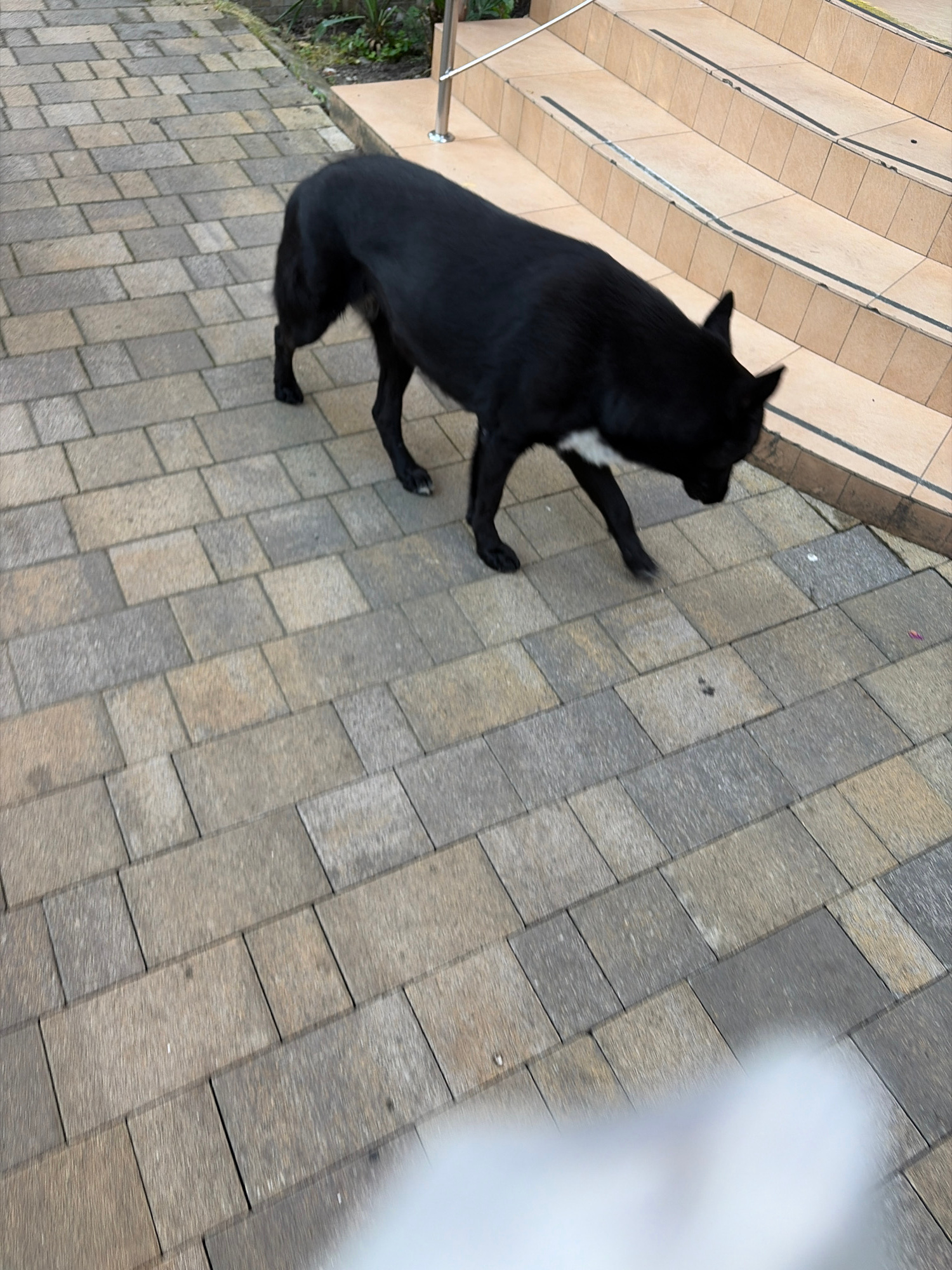 An overhead medium shot captures a medium-sized black dog with a white patch on its chest walking on a paved walkway made of rectangular stones. The dog is moving from left to right towards a set of tiled stairs. The stairs are a light tan color with black anti-slip strips on each step. A chrome handrail is visible at the top of the stairs. The walkway and stairs are outdoors, and there is some greenery visible behind the walkway on the left. The overall setting suggests a public outdoor area, possibly a park or residential complex in Sochi, Russia, given the warm climate implied by the outdoor setting.