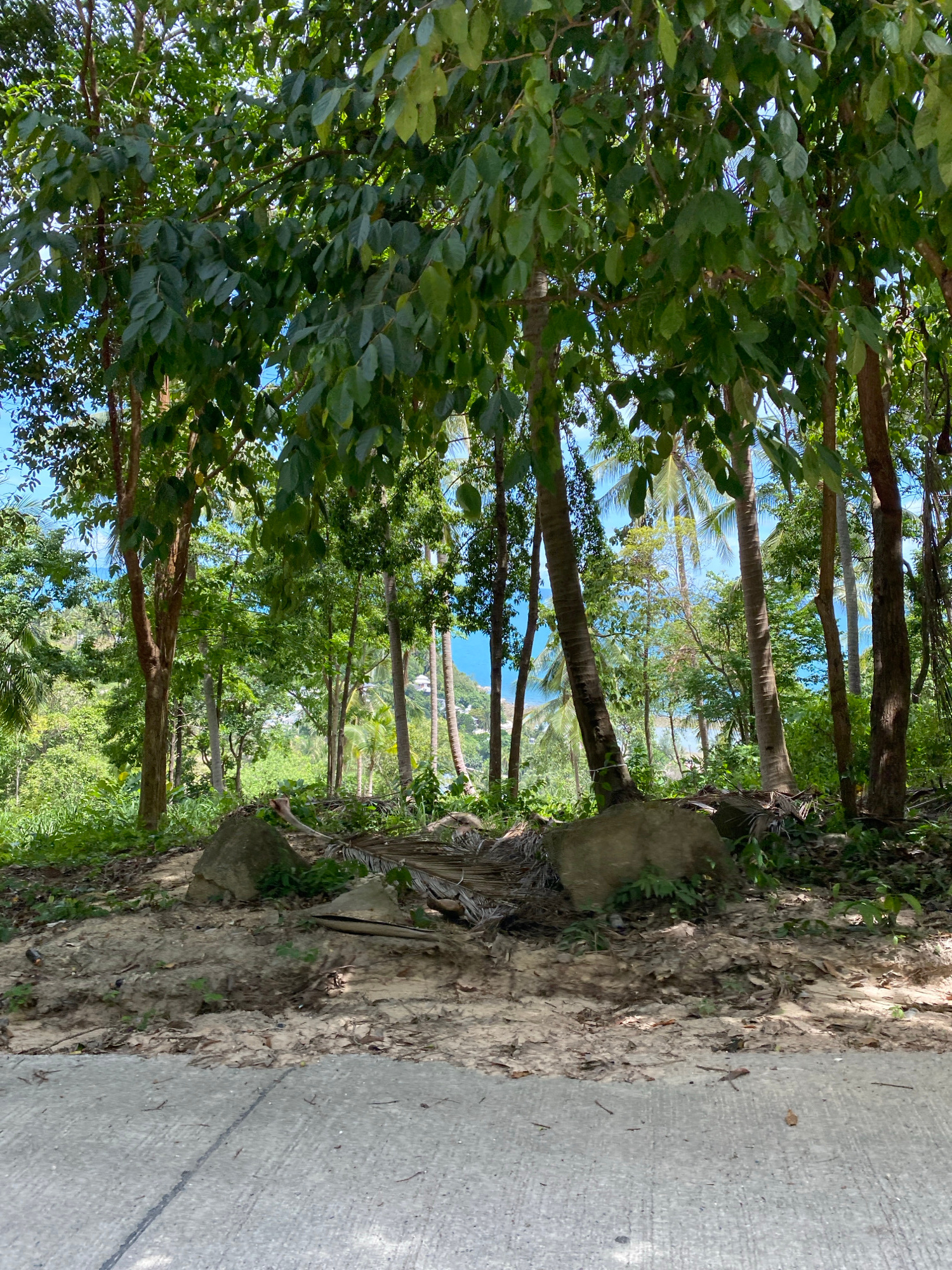 The image depicts a sun-drenched pathway bordering a lush, tropical forest on the island of Koh Phangan, Thailand. The foreground features a grey concrete road, with a distinct dividing line running down its center. Adjacent to the road, a strip of dry earth is scattered with fallen leaves and palm fronds. A cluster of large, grey rocks, some partially covered in vegetation, are situated on a raised dirt mound, creating a natural barrier.
Beyond this immediate area, the forest floor is densely covered with green foliage, undergrowth, and the trunks of various trees, including palms. The canopy of these trees creates dappled shade, with patches of sunlight illuminating the scene. Through the trees, glimpses of the bright blue ocean and a distant coastline with white buildings can be seen, suggesting a view of the sea from a slightly elevated position. The overall impression is one of a natural, vibrant environment characteristic of a tropical island.