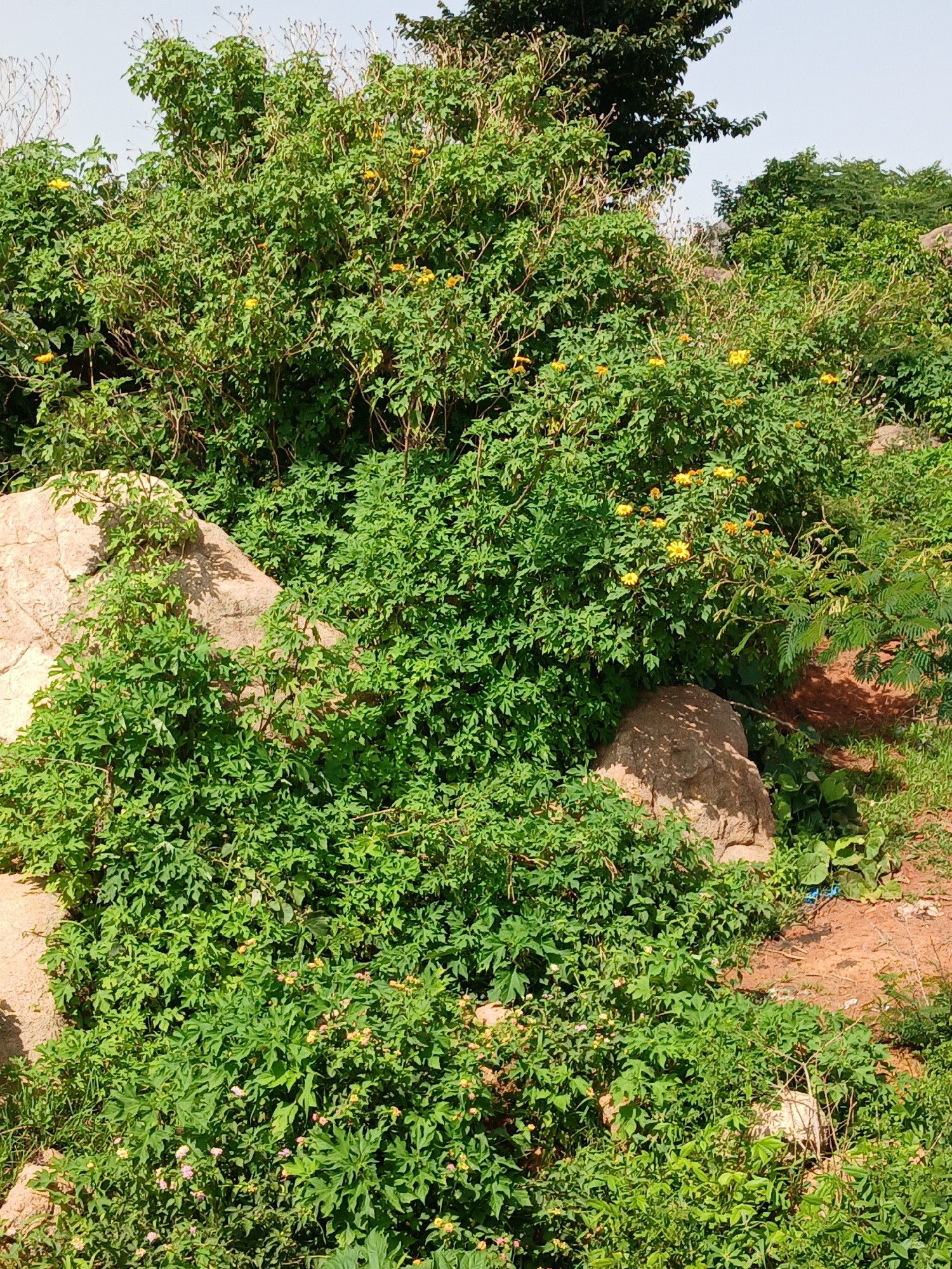 A medium-shot, eye-level photograph captures a rocky, overgrown hillside in Katon Rikkos, Nigeria. The scene is dominated by lush green vegetation, dense with a variety of plants and leaves. Scattered among the greenery are several large, rough-textured rocks, some partially obscured by the foliage. Small yellow and pink flowers are visible, adding pops of color to the predominantly green landscape. The sky is a pale, clear blue, suggesting a bright, sunny day. The overall impression is one of untamed natural growth on a rugged terrain.
