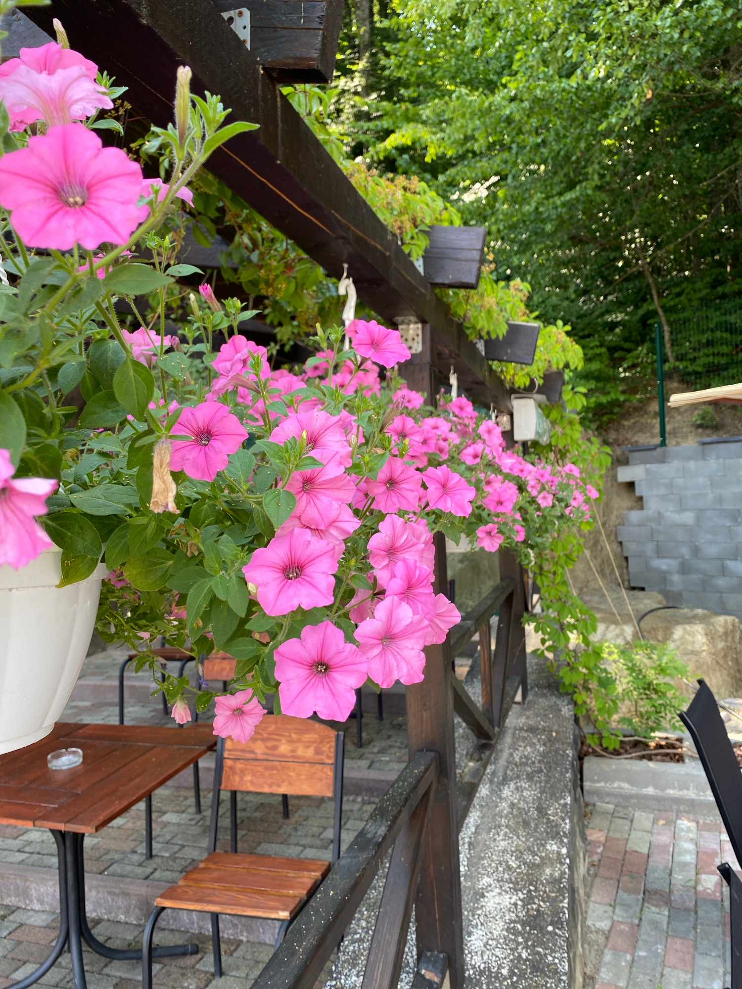 The image displays a lush garden setting with a focus on a dense cluster of vibrant pink petunias. These flowers, with their delicate petals and deep centers, are the most prominent subjects. They are growing in a white planter, partially visible at the bottom of the frame, and spill over a dark wooden railing, suggesting an elevated position like a balcony or terrace.
Beyond the flowers, wooden structures, likely part of a railing or decking, create a sense of depth and define the foreground. In the background, green foliage from trees and shrubs provides a natural backdrop. The scene also includes glimpses of other elements: dark, angular shapes that could be parts of outdoor furniture or architectural features, and a textured surface of brickwork and possibly slate tiles, hinting at a constructed outdoor space. Two wooden chairs with dark metal frames are visible, suggesting an area for relaxation or dining.
The lighting suggests a bright, sunny day, with sunlight dappling through the leaves and illuminating the flowers. The overall impression is one of a peaceful, well-tended garden, likely in a residential or hospitality setting. There is no visible text in the image. The location context of Сонячне, Ukraine, adds a regional specificity to this outdoor scene.