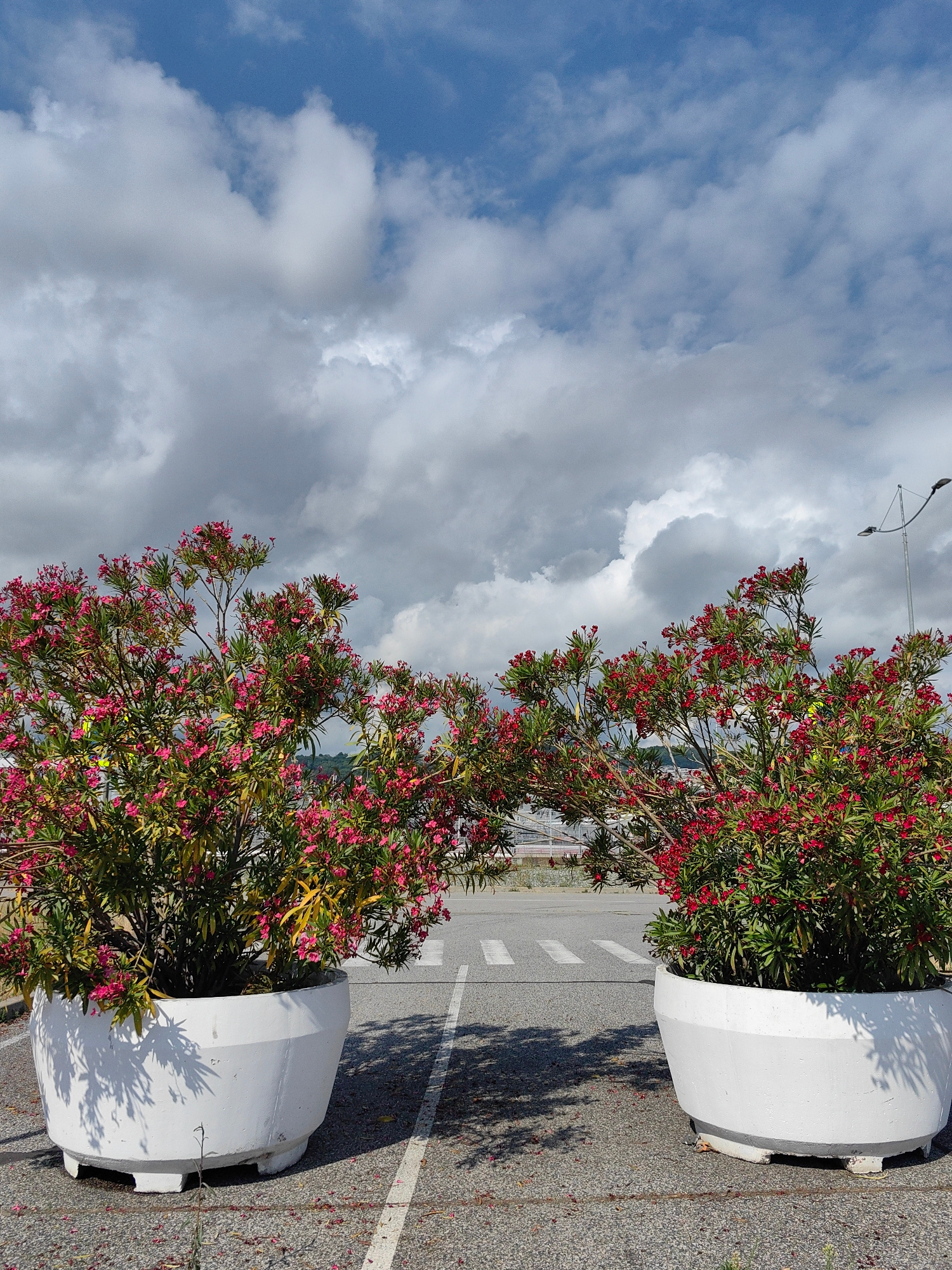 The image shows two large, white, circular planters containing flowering shrubs with numerous pink blossoms. The planters are situated on an asphalt surface, which appears to be a road or parking lot, marked with white pedestrian crosswalk lines. In the background, there is a streetlamp, some distant structures, and a cloudy sky. The scene is outdoors under a partly cloudy sky. There are no people or animals visible in the image. The location is identified as Sirius, Russia.