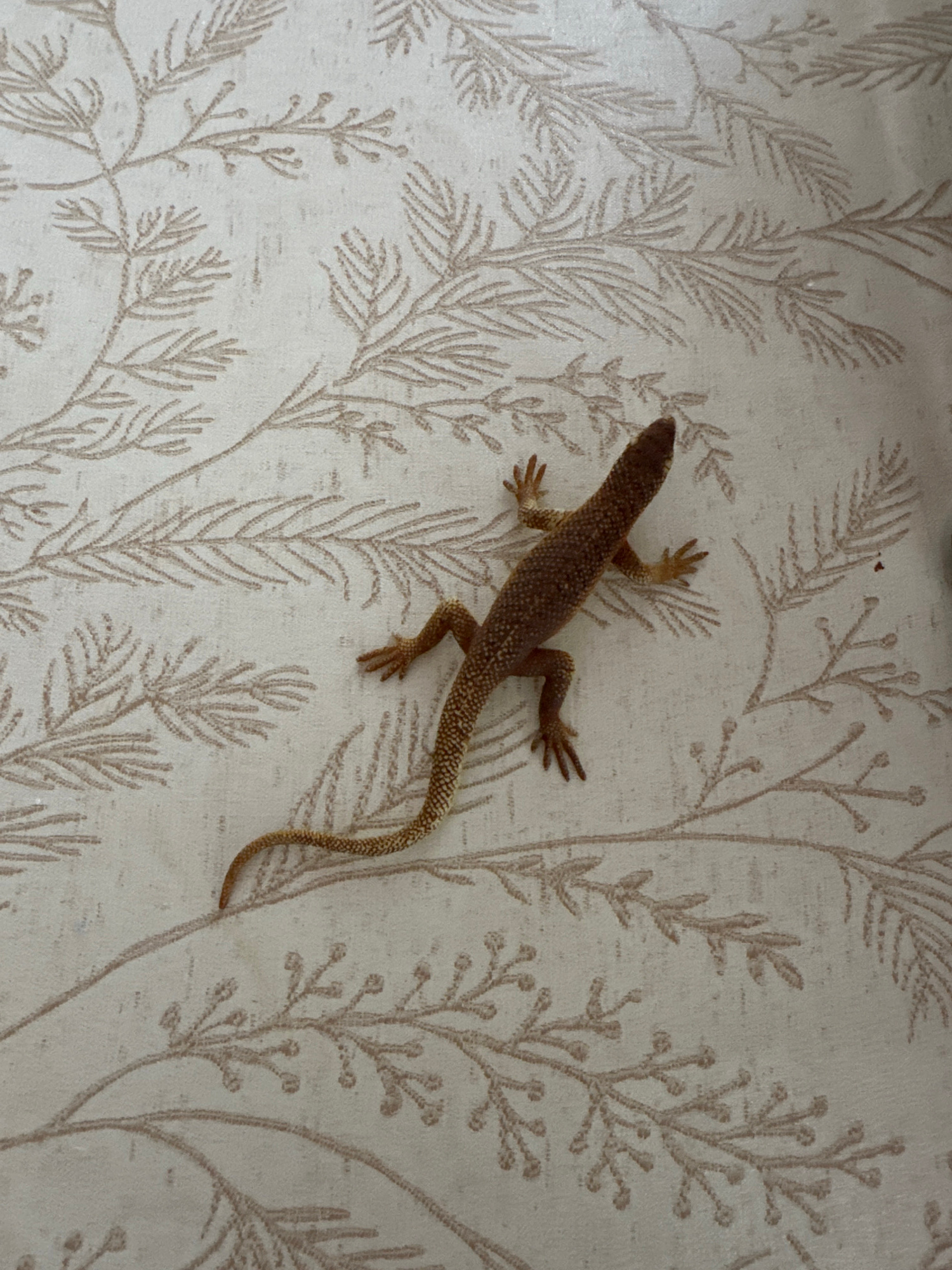 A small, light brown lizard with a patterned back is positioned diagonally on a light beige fabric with a repeating, delicate, brown branch-like pattern. The lizard's head is towards the upper left, and its tail extends down and to the left, with the tip just visible at the bottom of the frame. The lizard is in focus, while the fabric serves as the background. There is no indication of the city of Чернишня, Russia, or any other specific location information within the image itself. The scene is static and appears to be an indoor setting, possibly a piece of furniture or upholstery.